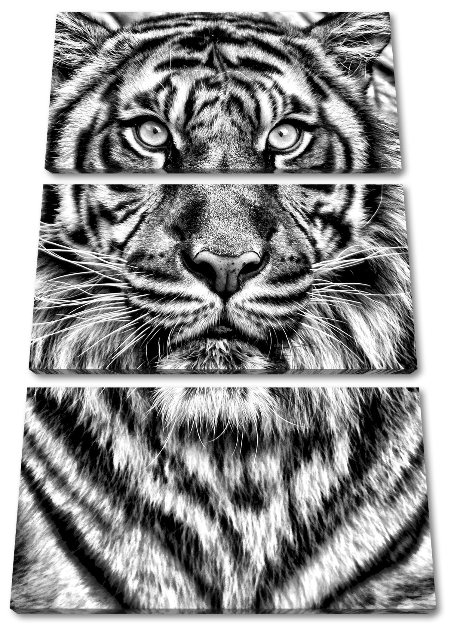 St), bespannt, Tiger Zackenaufhänger Leinwandbild 3Teiler Aufmerksamer (1 (120x80cm) Leinwandbild Pixxprint Aufmerksamer inkl. fertig Tiger,