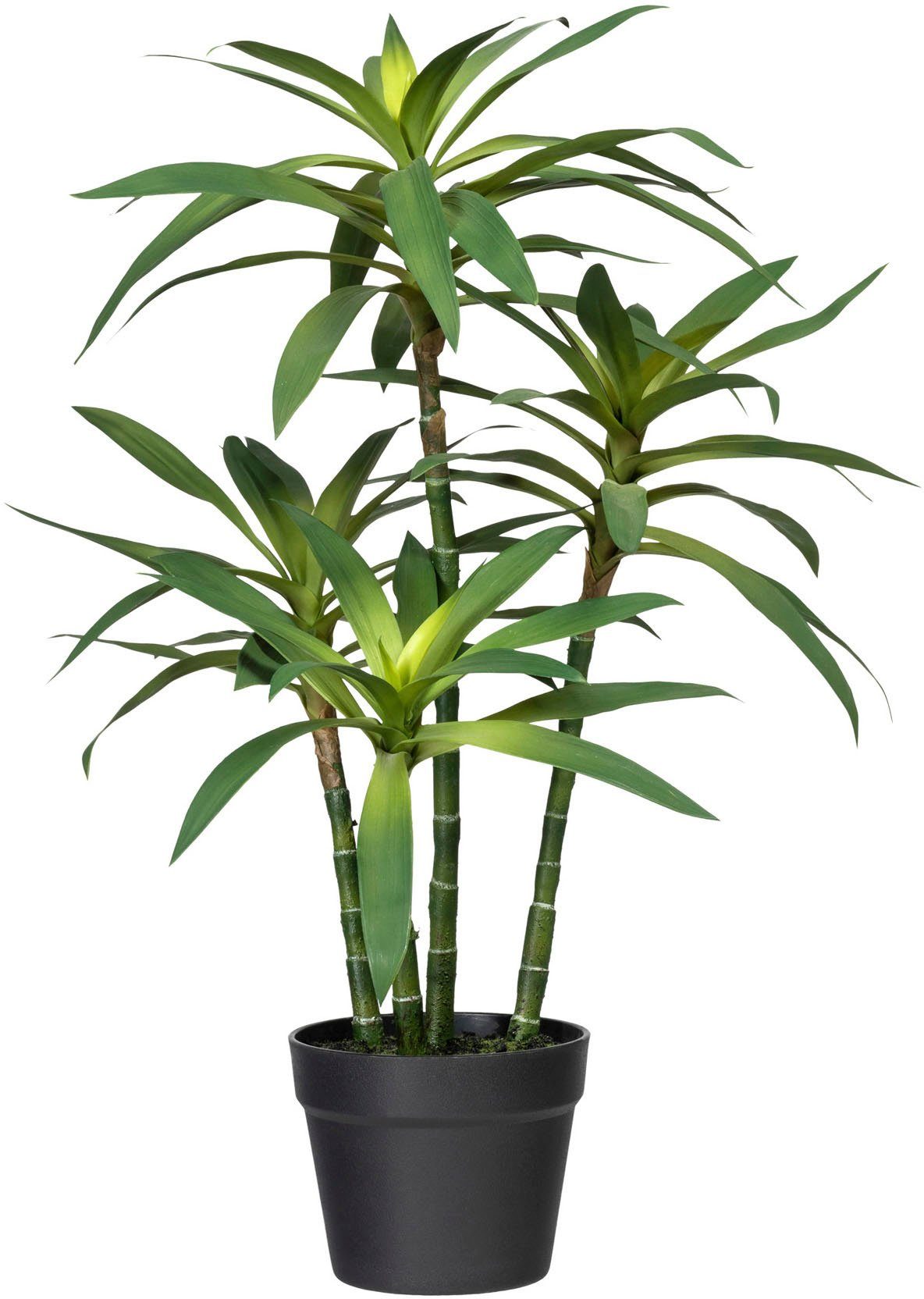 fragans Dracaena Dracaena fragans, Creativ Höhe cm green, Künstliche 65 Zimmerpflanze