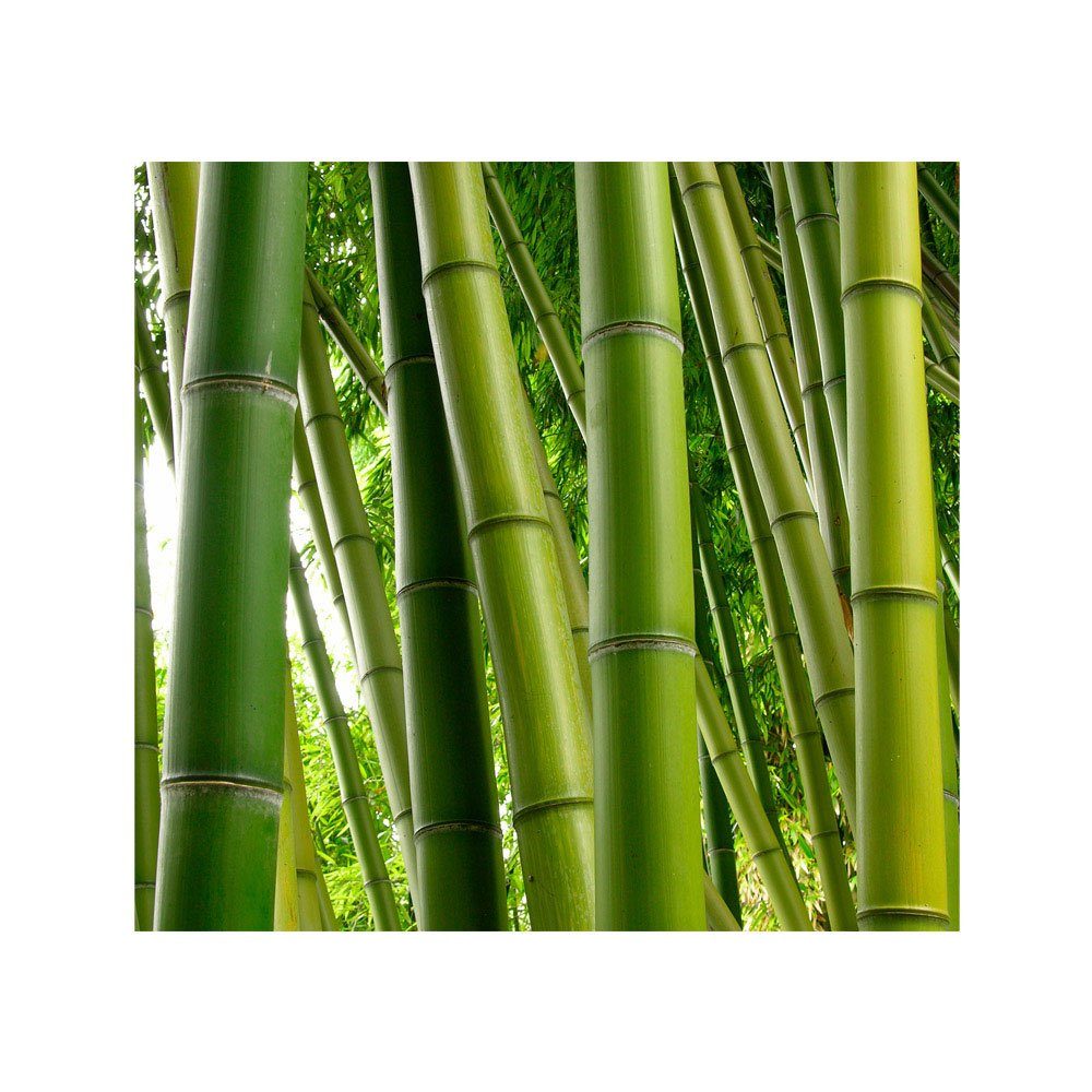 Wald Fototapete tropisch Dschungel Natur Bambus Bäume no. 75, liwwing Bambus Fototapete Garten Bambuswald