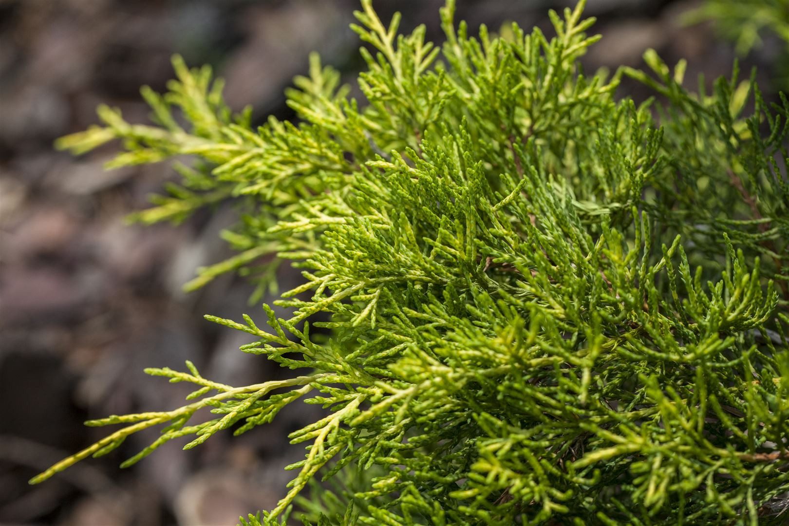 Pflanzen für Dich Konifere Juniperus media Golden Saucer, 1 St., Gold-Wacholder, Zwergwacholder, goldgelb, flachwachsend