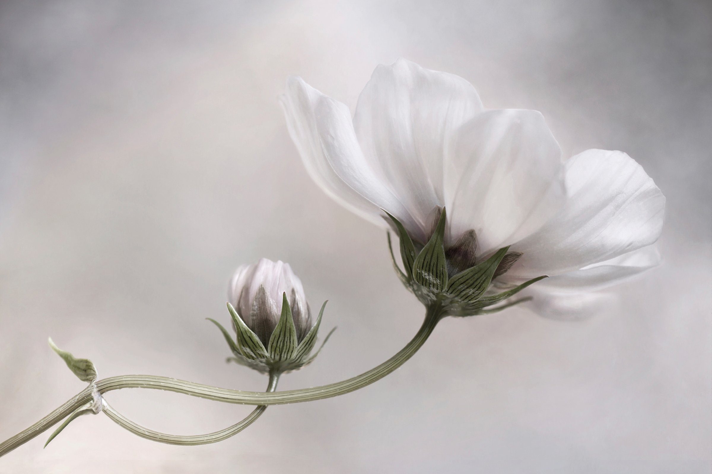 Papermoon Fototapete Photo-Art MANDY DISHER, EINFACH KOSMOS