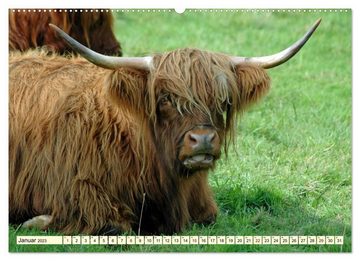 CALVENDO Wandkalender Die anmutigste Rinderrasse - Das schottische Hochlandrind (Premium, hochwertiger DIN A2 Wandkalender 2023, Kunstdruck in Hochglanz)