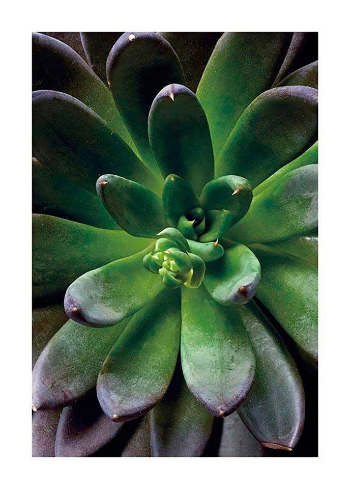 Komar Poster »Succulent Single«, Pflanzen, Blätter, Höhe: 70cm online