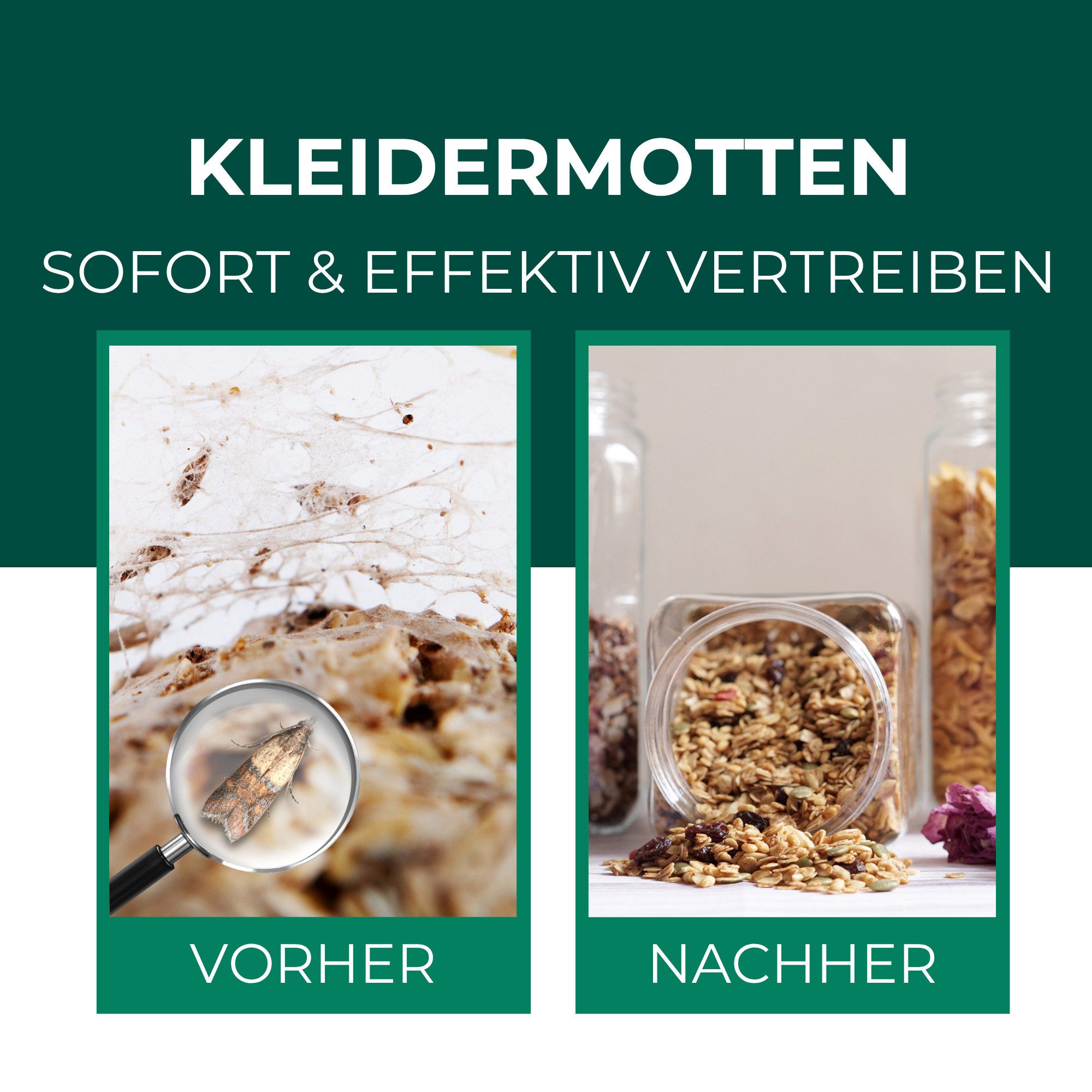 Silberkraft Insektenfalle Lebensmittelmottenfallen 12 Stück inkl. Gratis E-Book per QR-Code, Pheromon-Leimfallen zur Befallsüberwachung von Lebensmittelmotten – Bild 3 von 5