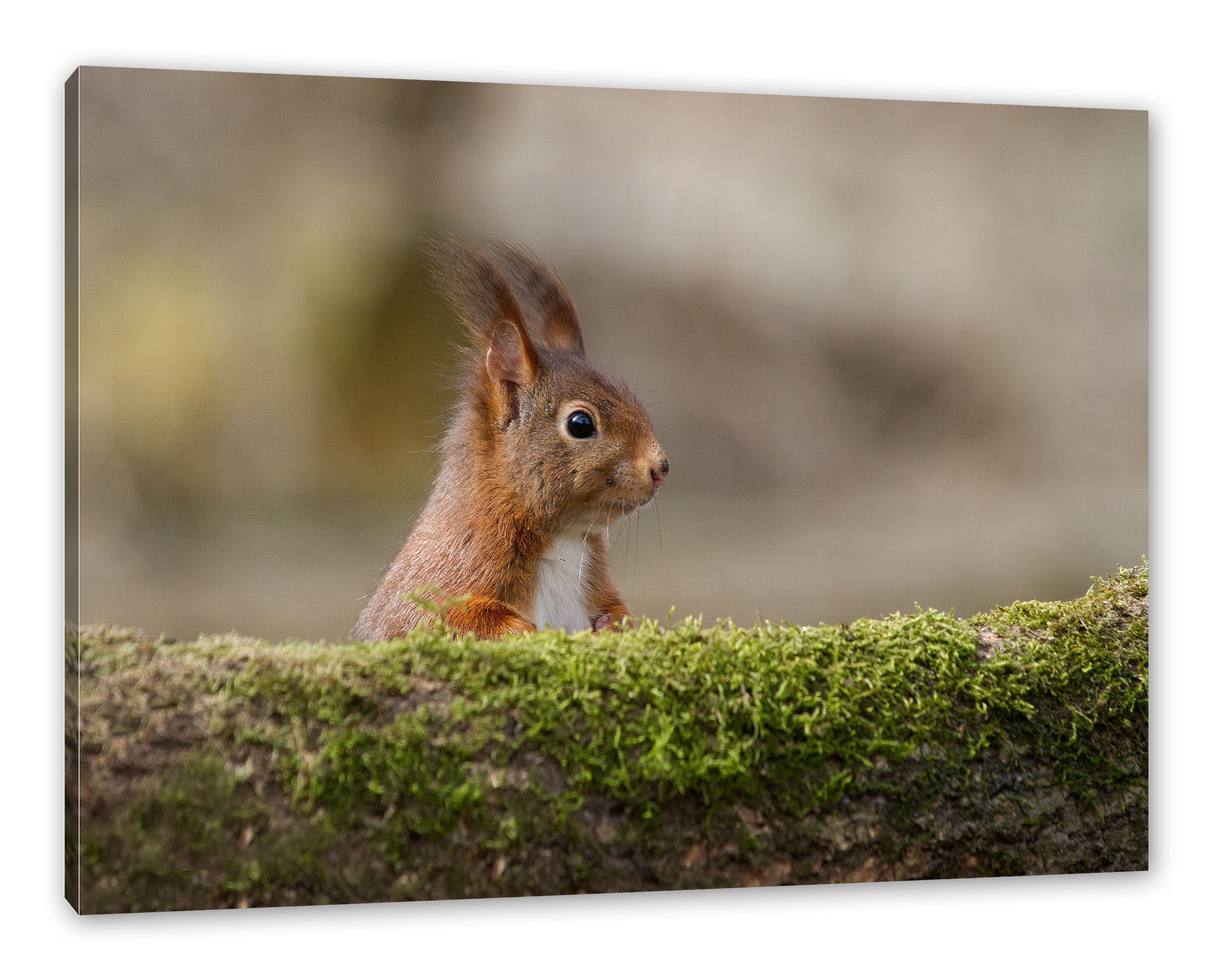 Pixxprint Leinwandbild Eichhörnchen hinter Baumstamm, Eichhörnchen hinter Baumstamm (1 St), Leinwandbild fertig bespannt, inkl. Zackenaufhänger | Leinwandbilder