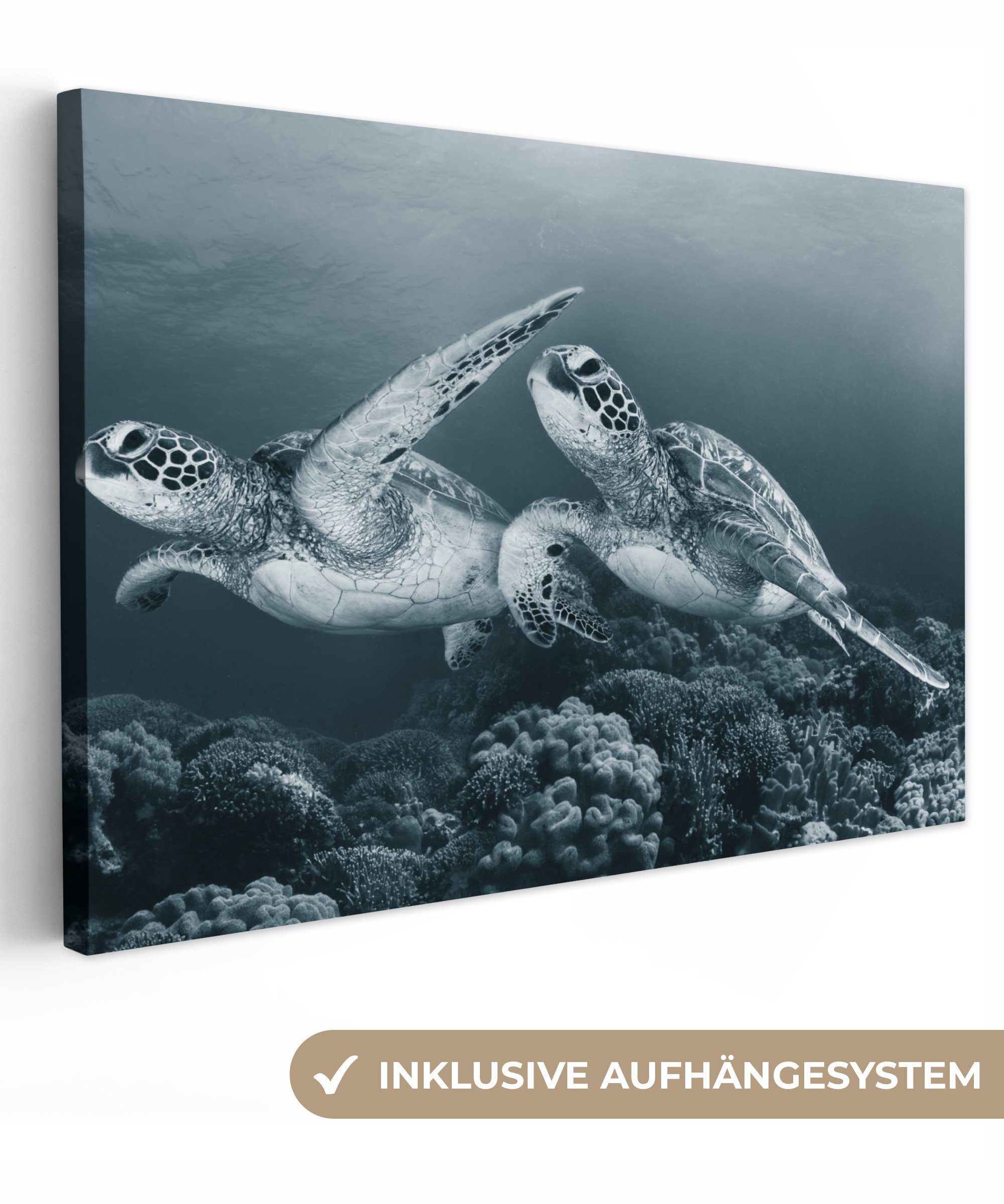 OneMillionCanvasses® Leinwandbild Schildkröte - Meerestiere - günstig online kaufen
