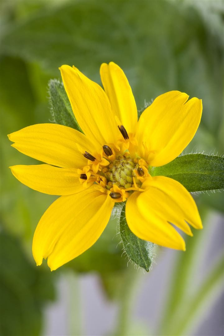 Pflanzen für Dich Staude Chrysogonum virginianum, 1 St., Goldteppich, Goldstern, Goldsternblume