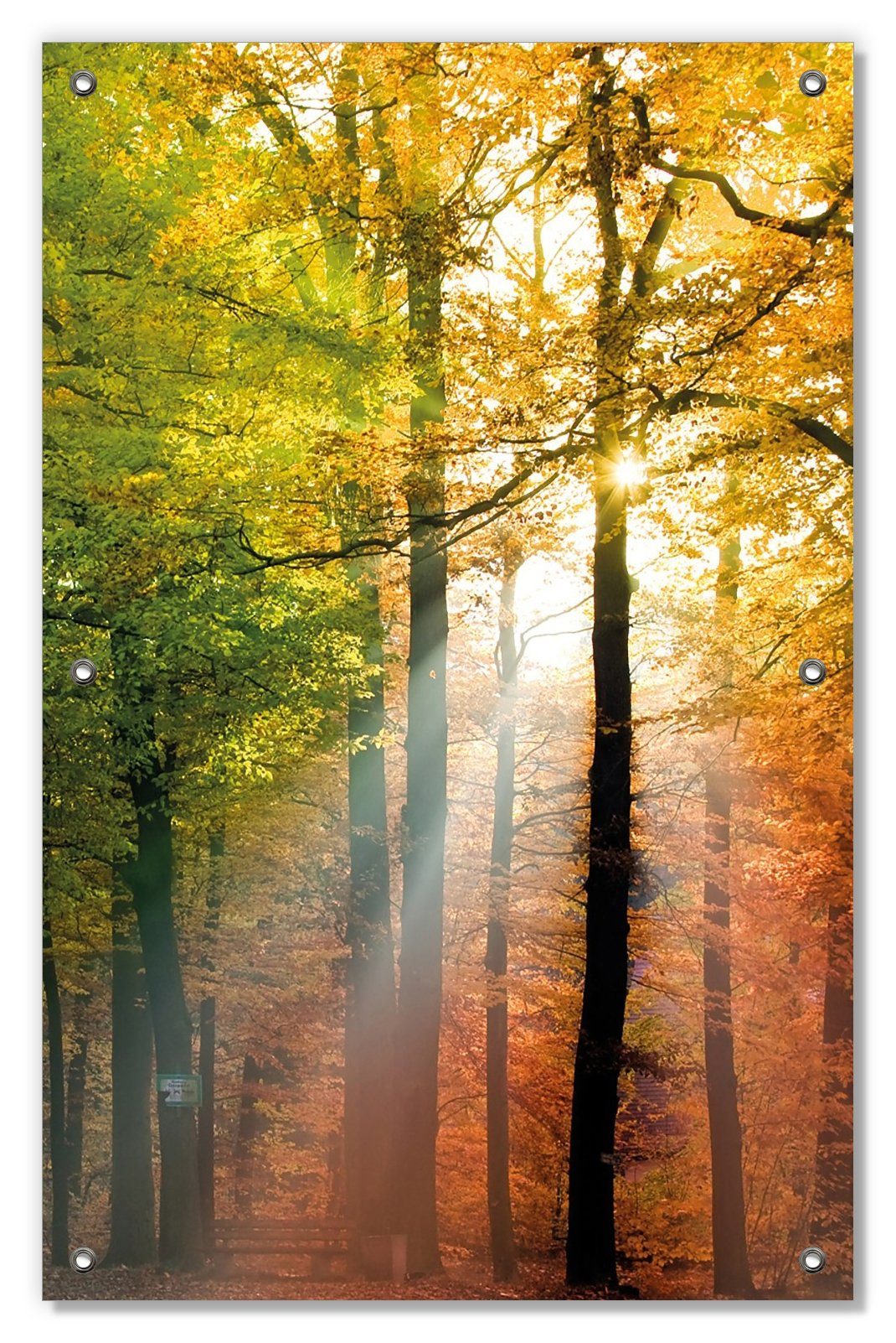 Saugnäpfen, Herbstwald, und im wiederablösbar Wallario, wiederverwendbar Sonnenuntergang Sonnenschutz blickdicht, mit