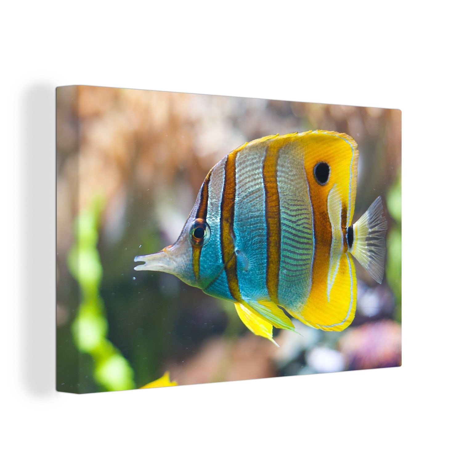 OneMillionCanvasses® Leinwandbild Fisch - Wasser - Makro, (1 St), Wandbild Leinwandbilder, Aufhängefertig, Wanddeko, 30x20 cm
