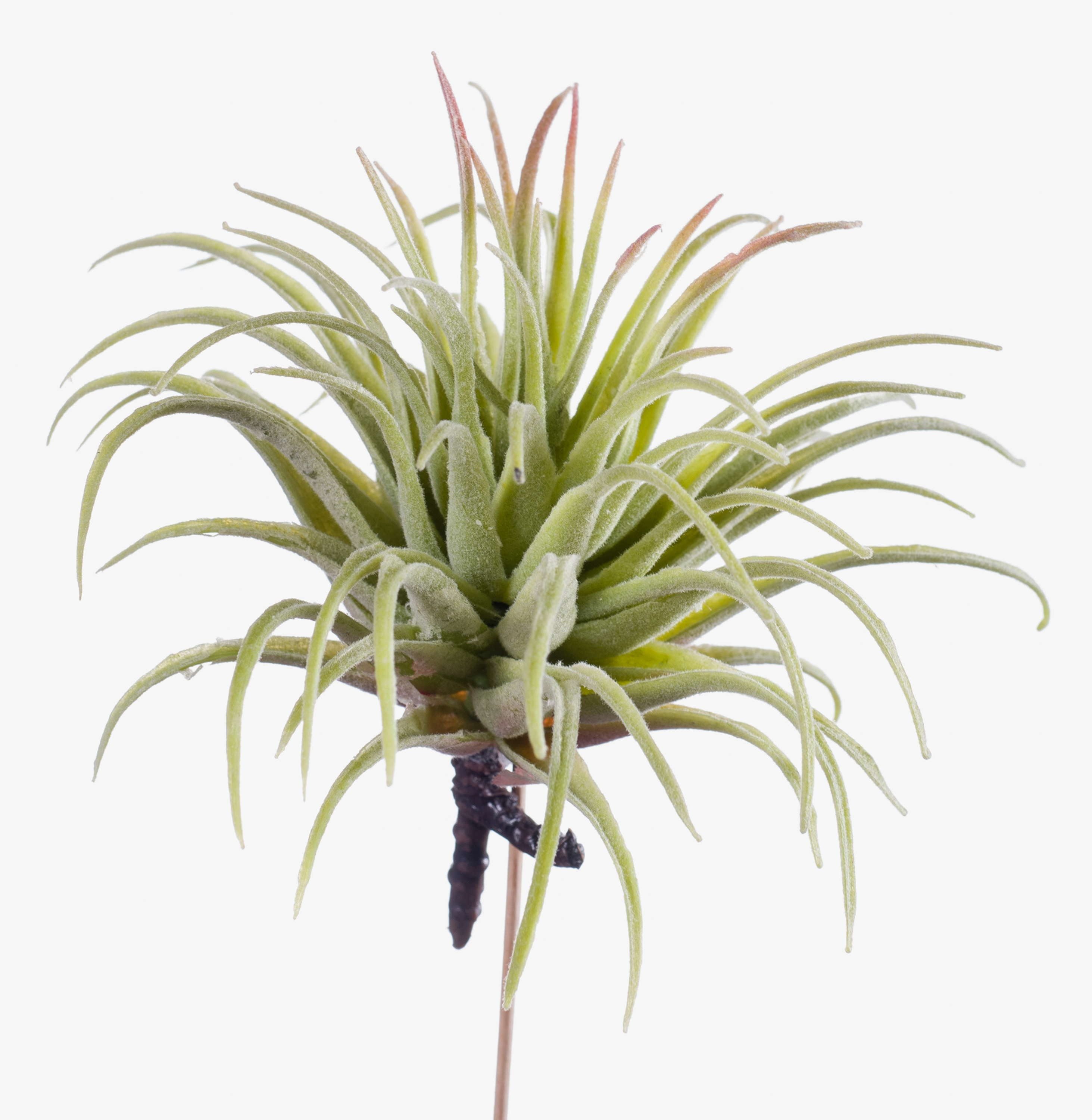 Kunstpflanze Künstliche Tillandsia Rubra Penny, grün-rot, 12cm Tillandsie (Tillandsia ionantha), artplants, Höhe 12.0 cm