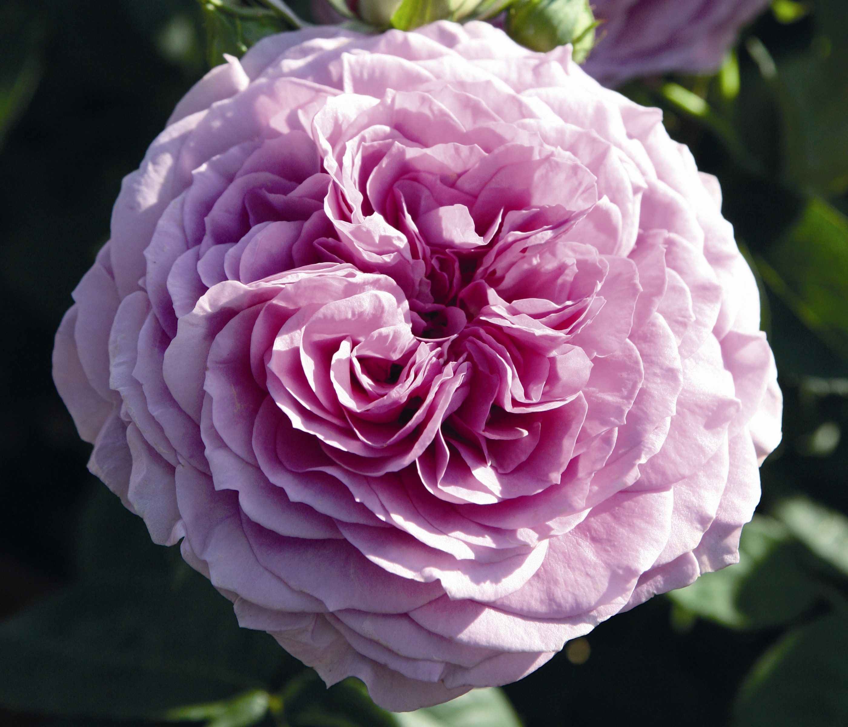 Dehner Rose Zwergrose Lavender Ice®, Rosa-Hybride, Farbe lavendel, großblütig, gefüllt und duftend, Züchter Tantau
