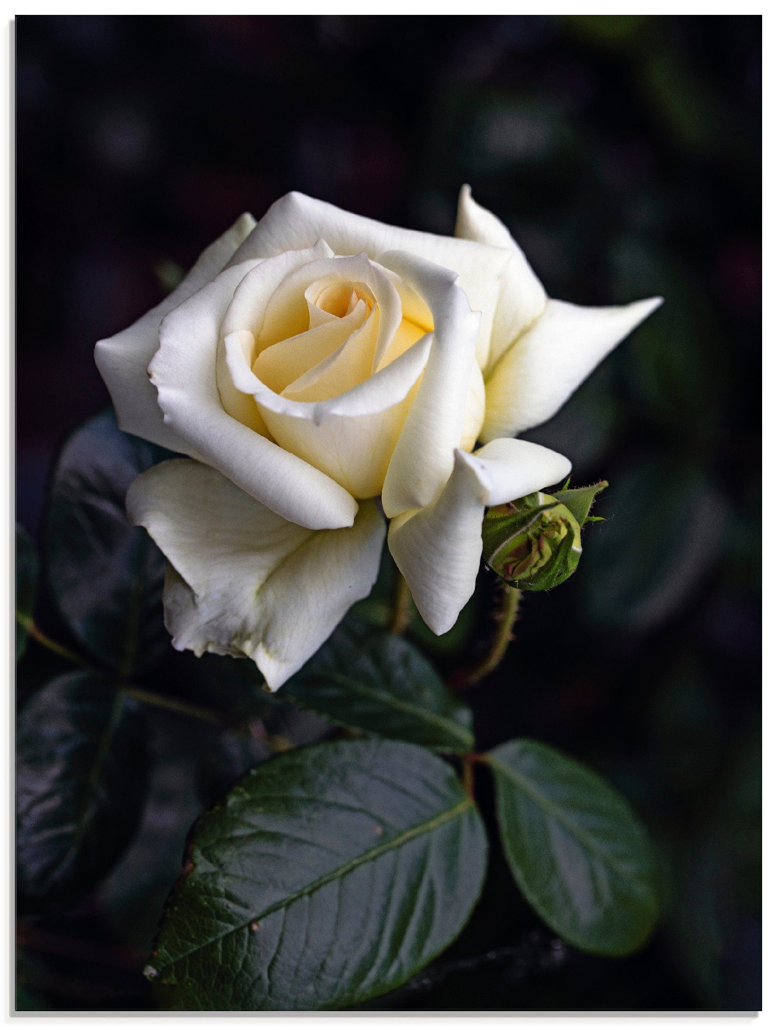 Blumen in Größen (1 Rose, Artland Weiß-gelbe Glasbild St), verschiedenen