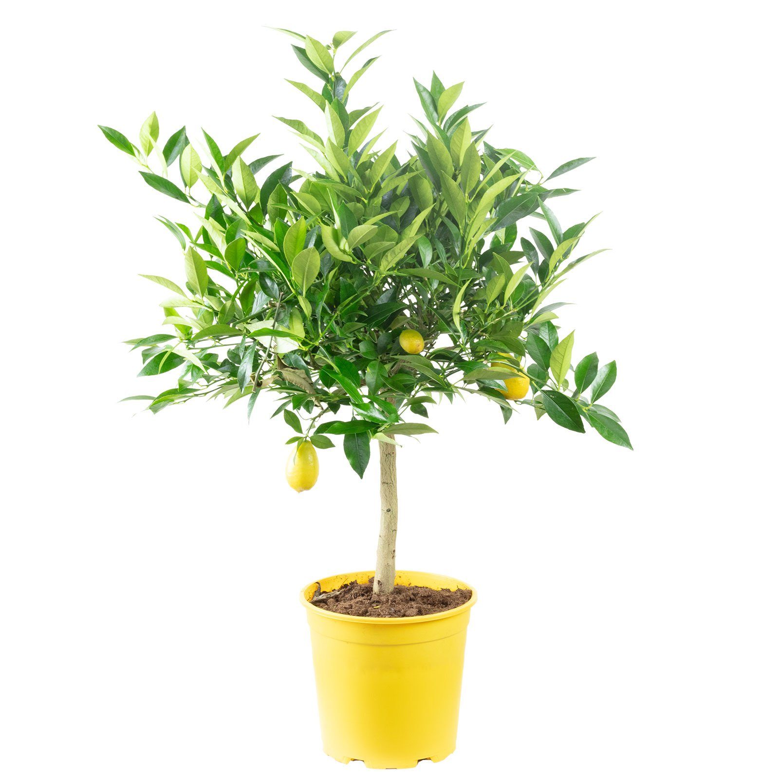 Flowerbox Blumentopf »bepflanzt mit Obstpflanze Zitronenbaum - Citrus Limon  - Höhe ca. 40 cm, Topf-Ø 19 cm« online kaufen | OTTO