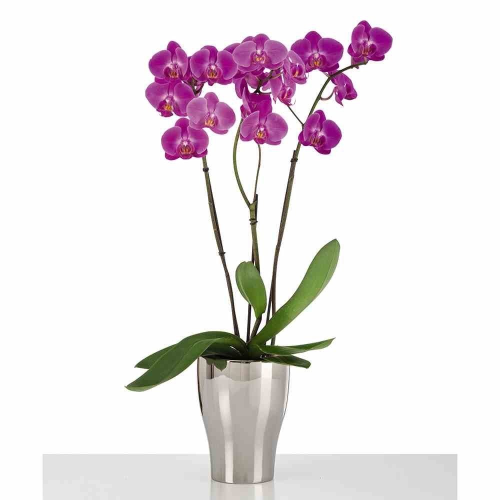 Scheurich Pflanzkübel Pflanzgefäß Orchidee Mirror Silver 13