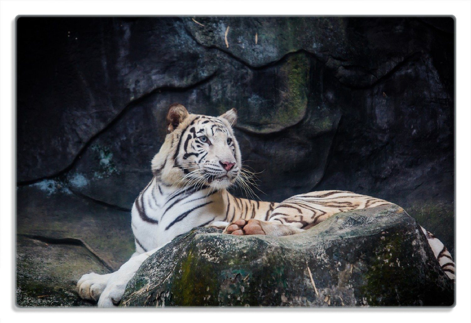 Wallario Frühstücksbrett Weißer Tiger auf einem Felsen, (inkl. rutschfester Gummifüße 4mm, 1-St), 20x30cm
