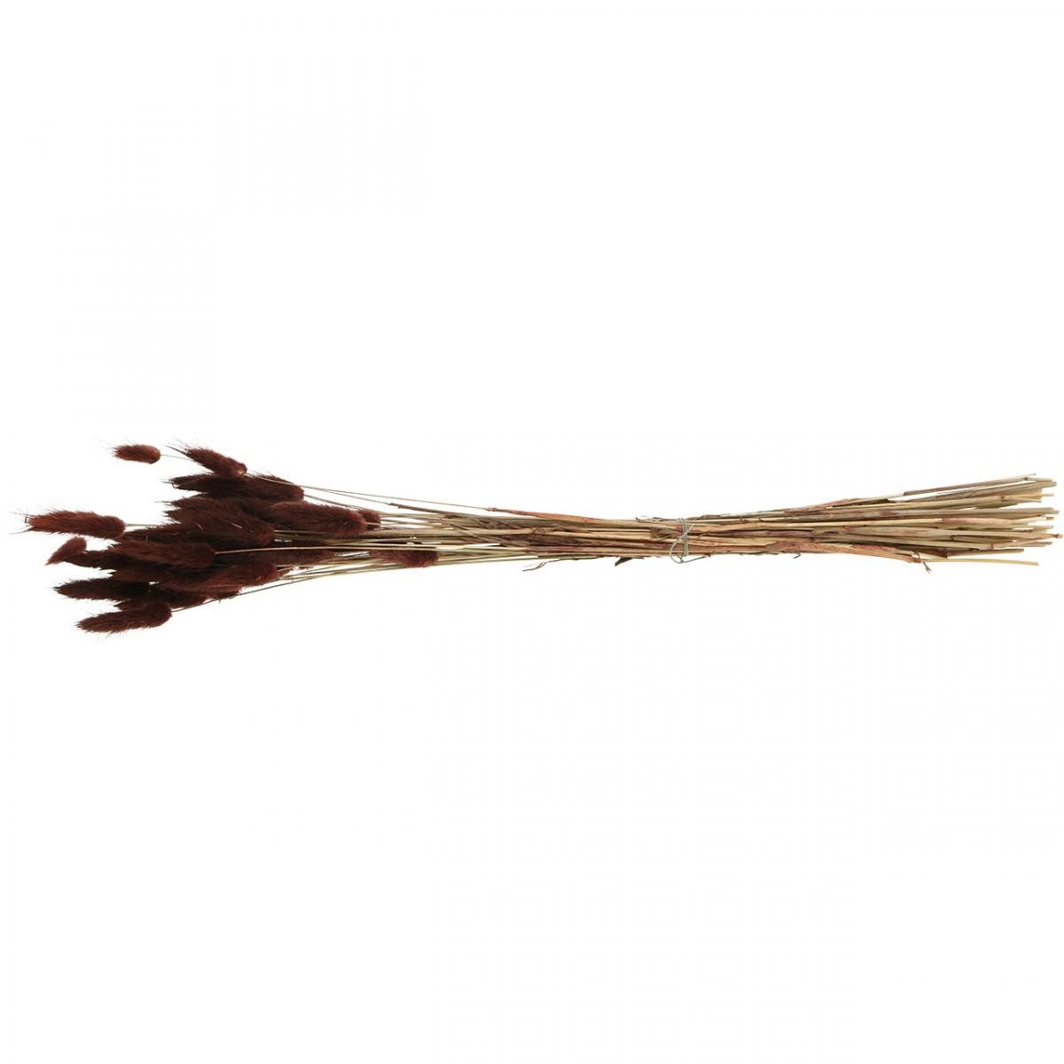 Trockenblume Trockenfloristik Deko-Gras Lagurus Braun, Samtgras, Florists Products, Höhe 5 cm