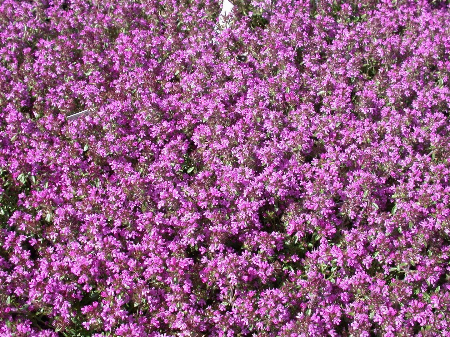 Pflanzen für Dich Bodendecker Thymus serpyllum Creeping Red, 1 St., Sand-Thymian, Feld-Thymian, Kriechender Thymian, kriechend, purpurrot