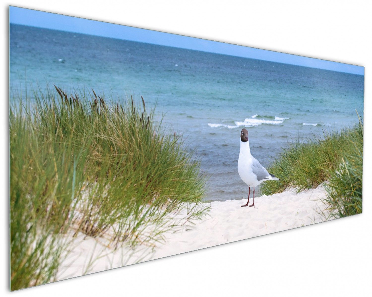 Wallario Küchenrückwand Möwe auf der Düne, (1-tlg)