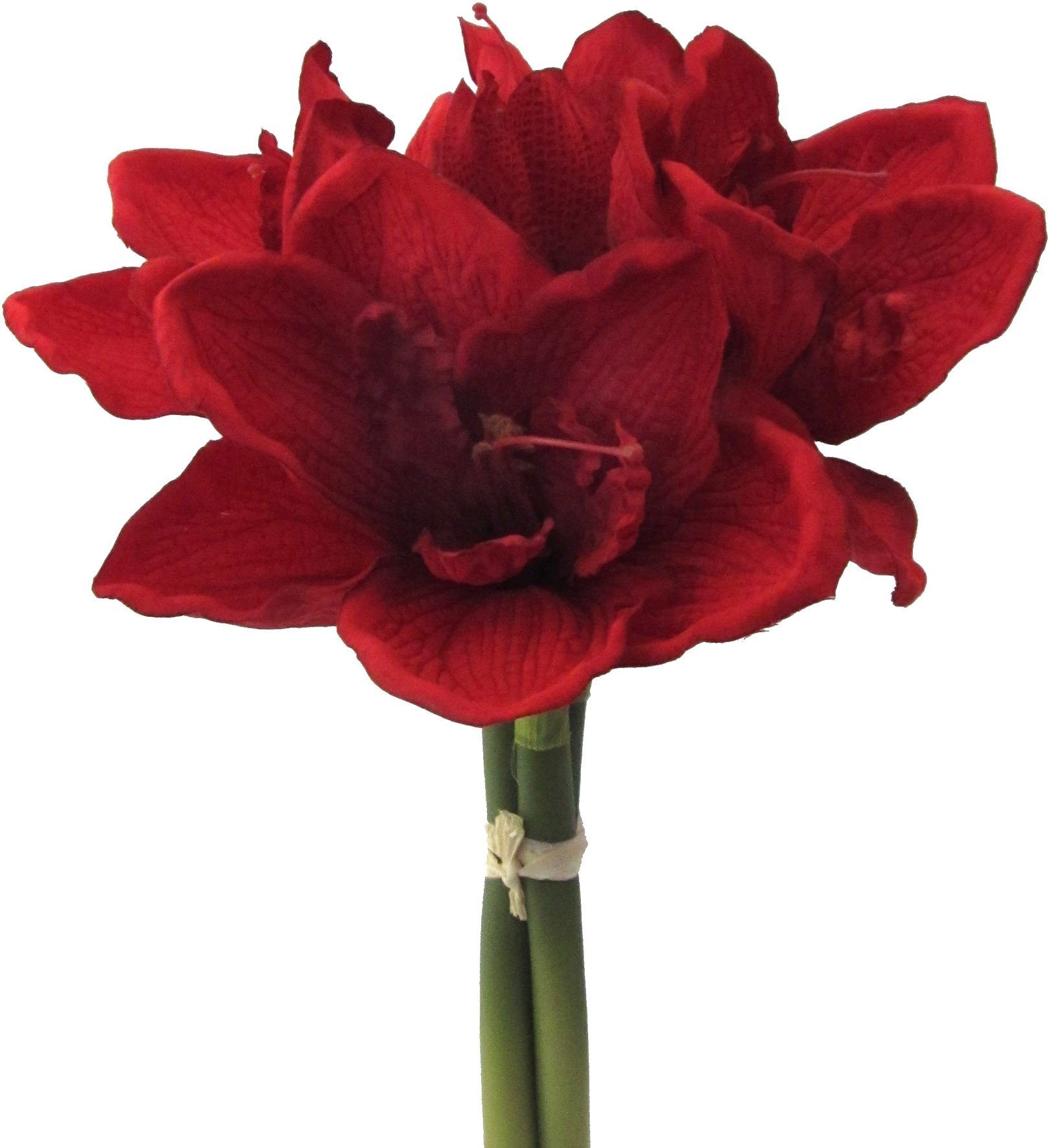 Winterliche Kunstpflanze Weihnachtsdeko Amaryllis, Creativ green, günstig online kaufen