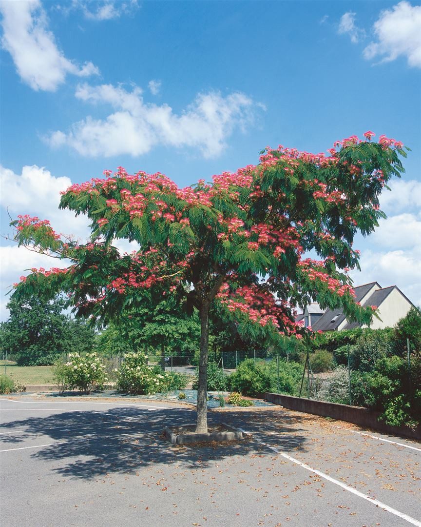 Pflanzen für Dich Gehölze Albizia julibrissin Ombrella, 1 St., Seidenbaum, Schlafbaum, Seidenakazie