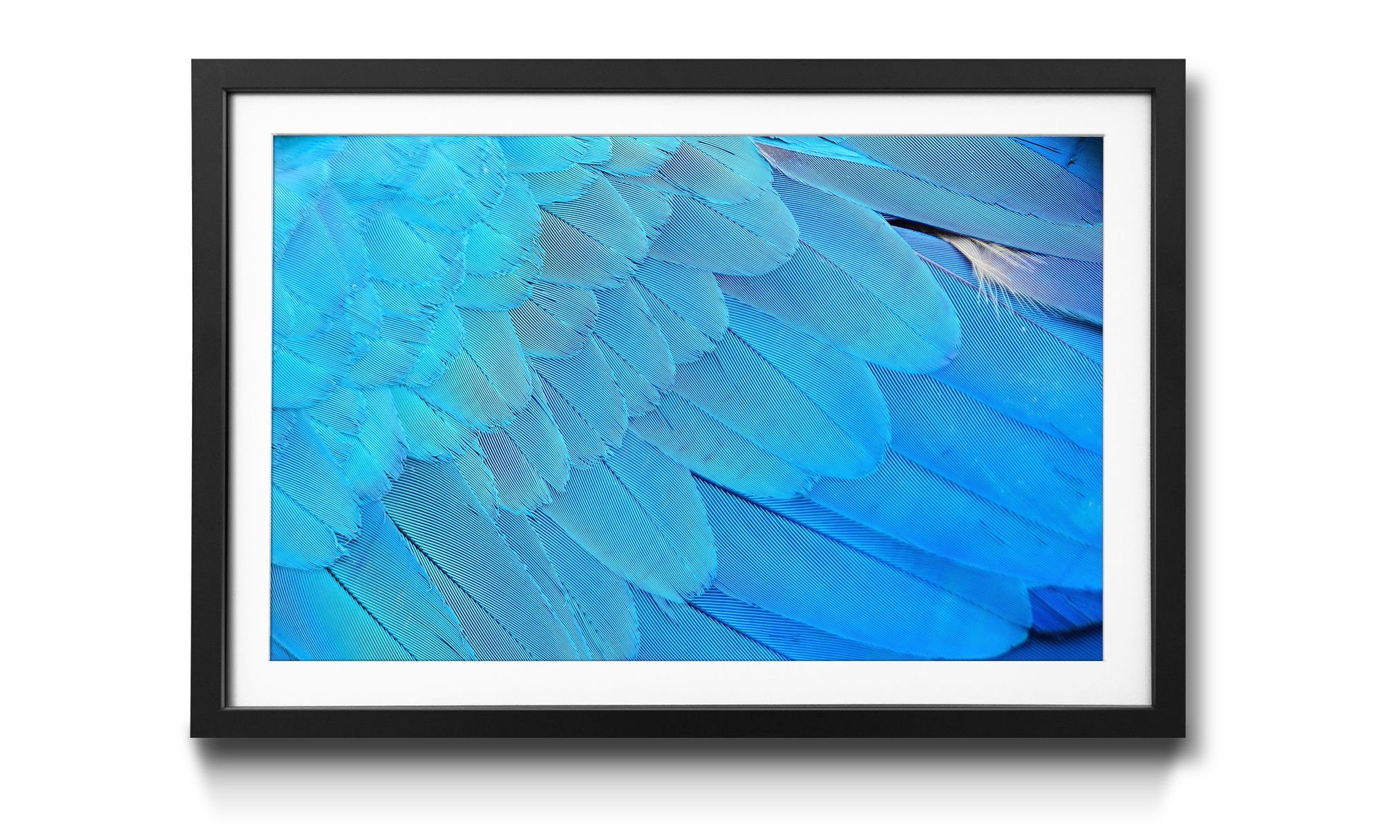 WandbilderXXL Bild mit Rahmen Bird Feathers, Vogelferdern, Wandbild, in 4 Größen erhältlich