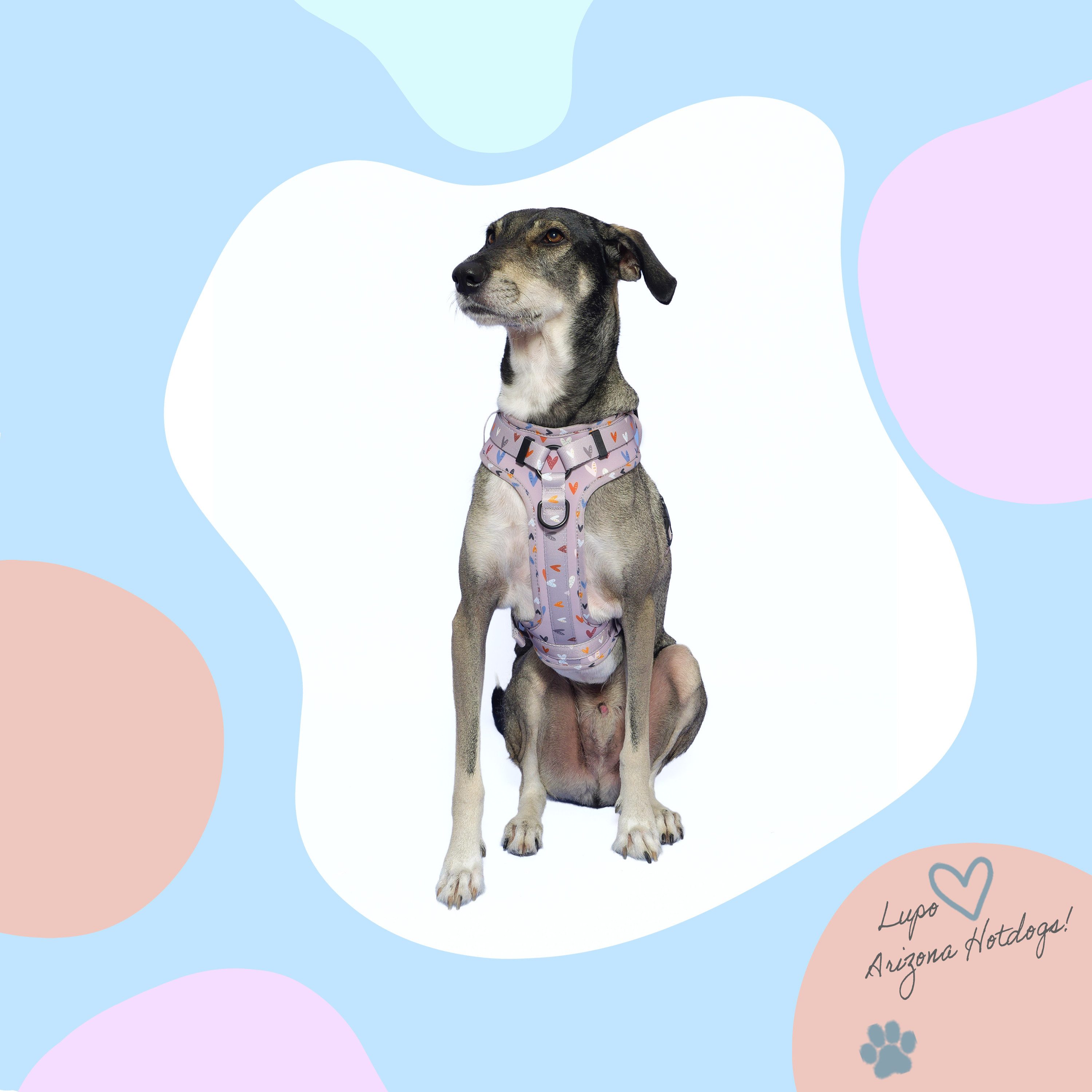 ARIZONA HOT DOGS Hunde-Geschirr Neopren Griffgeschirr Sweet Love, Taupe XL