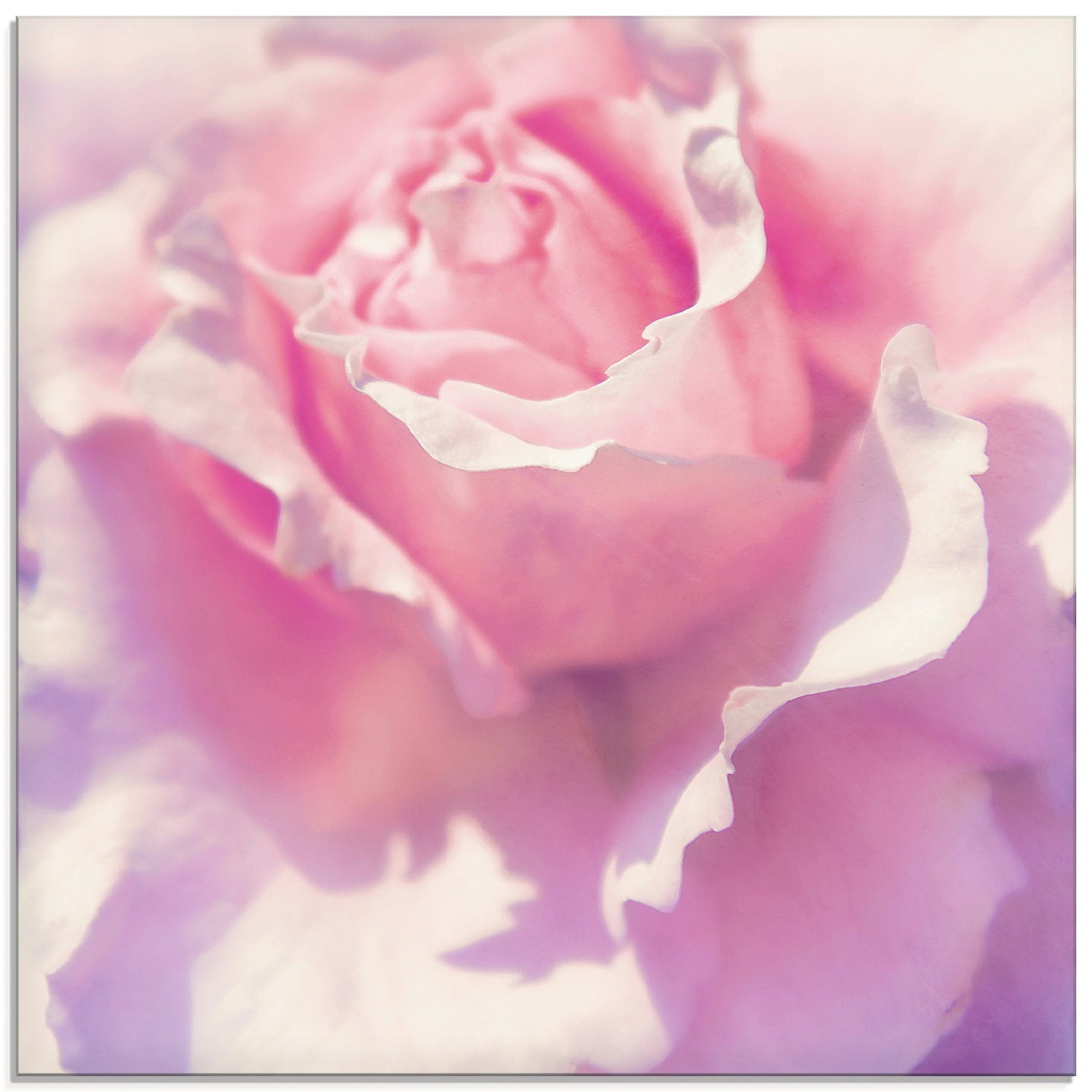 Artland Glasbild Rosa, Blumen (1 St), in verschiedenen Größen
