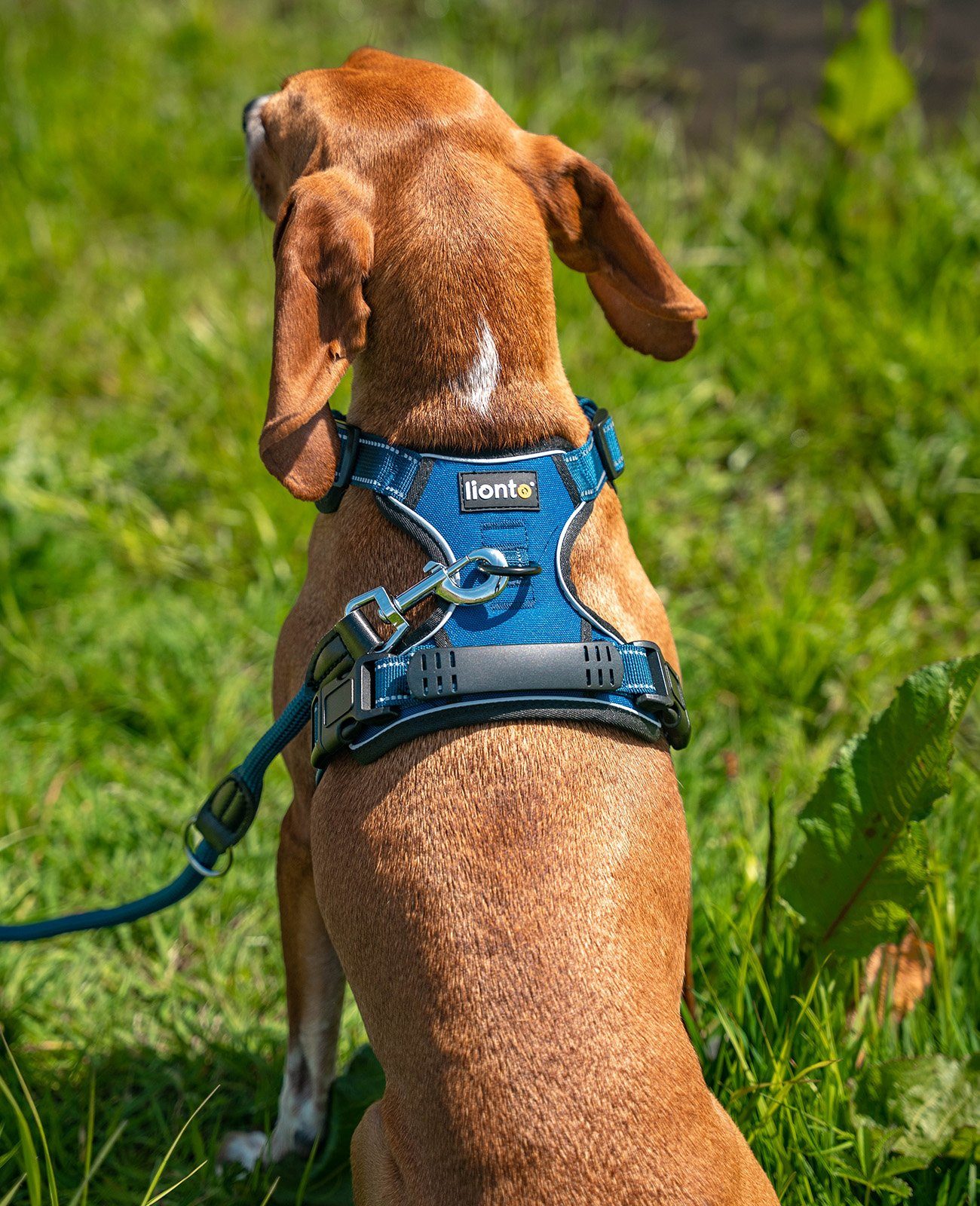 lionto Hunde-Geschirr Anti-Zug, reflektierend & gepolstert, robustes Oxford-Gewebe, verstellbares Y-Geschirr mit Brustring