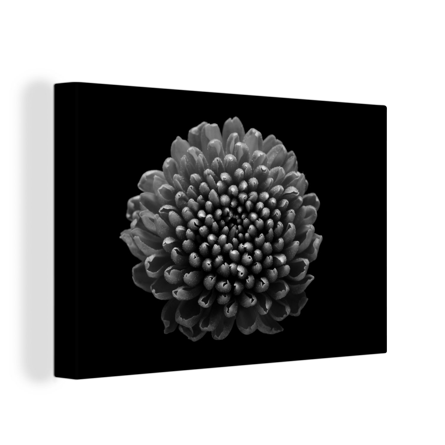 Wanddeko, Wandbild Eine cm schwarzem 30x20 Chrysantheme bunt - Leinwandbild auf Hintergrund OneMillionCanvasses® St), weiß, und Aufhängefertig, schwarz Leinwandbilder, Blume (1