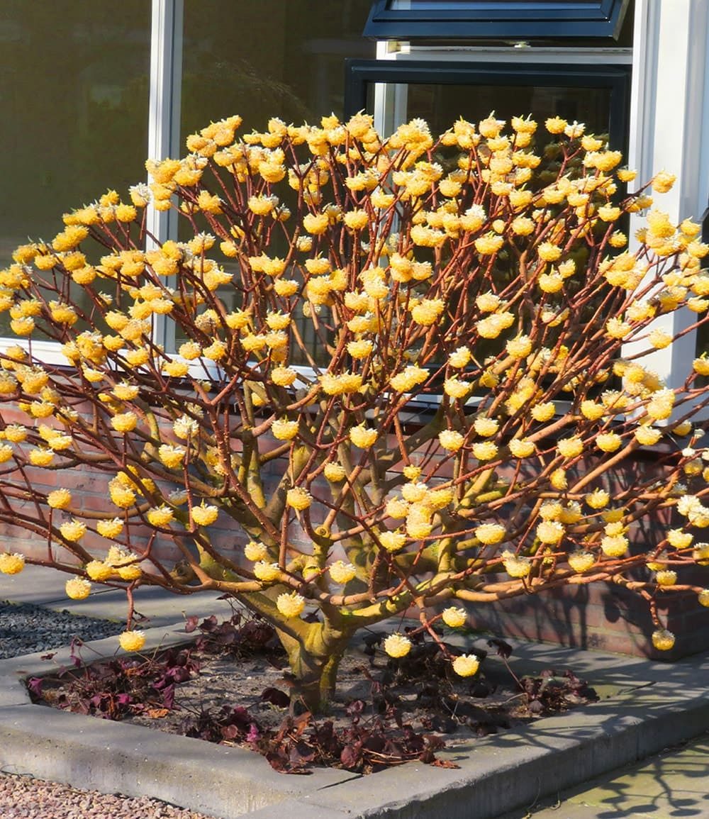 BALDUR Garten Zierstrauch Winterblüher Edgeworthia Grandiflora, 1 St., Papierpflanze,duftend,winterhart, mehrjährig, pflegeleicht – Bild 4 von 5