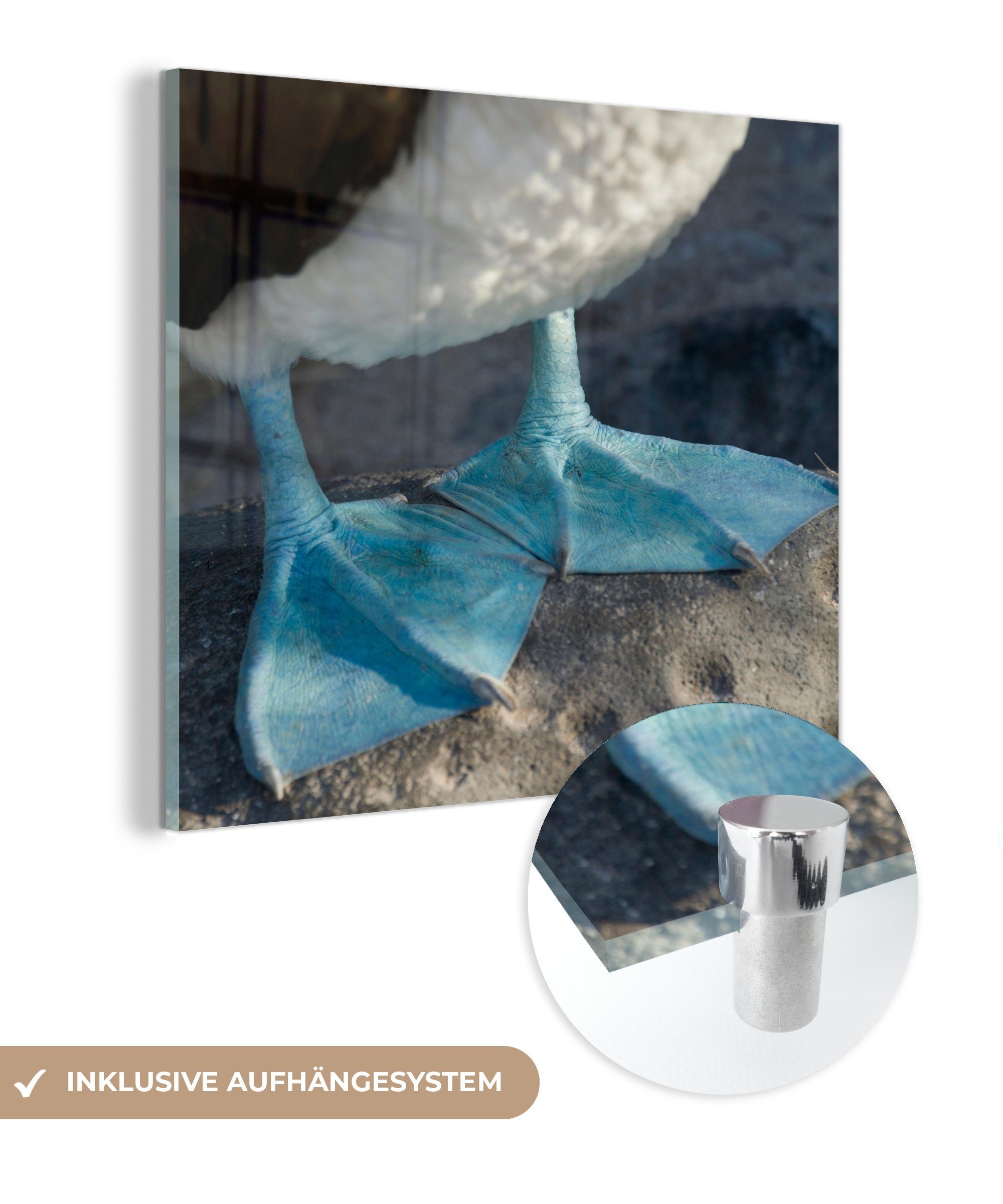 MuchoWow Acrylglasbild Nahaufnahme der leuchtend blauen Brustflossen des Blaufußtölpels, (1 St), Glasbilder - Bilder auf Glas Wandbild - Foto auf Glas - Wanddekoration