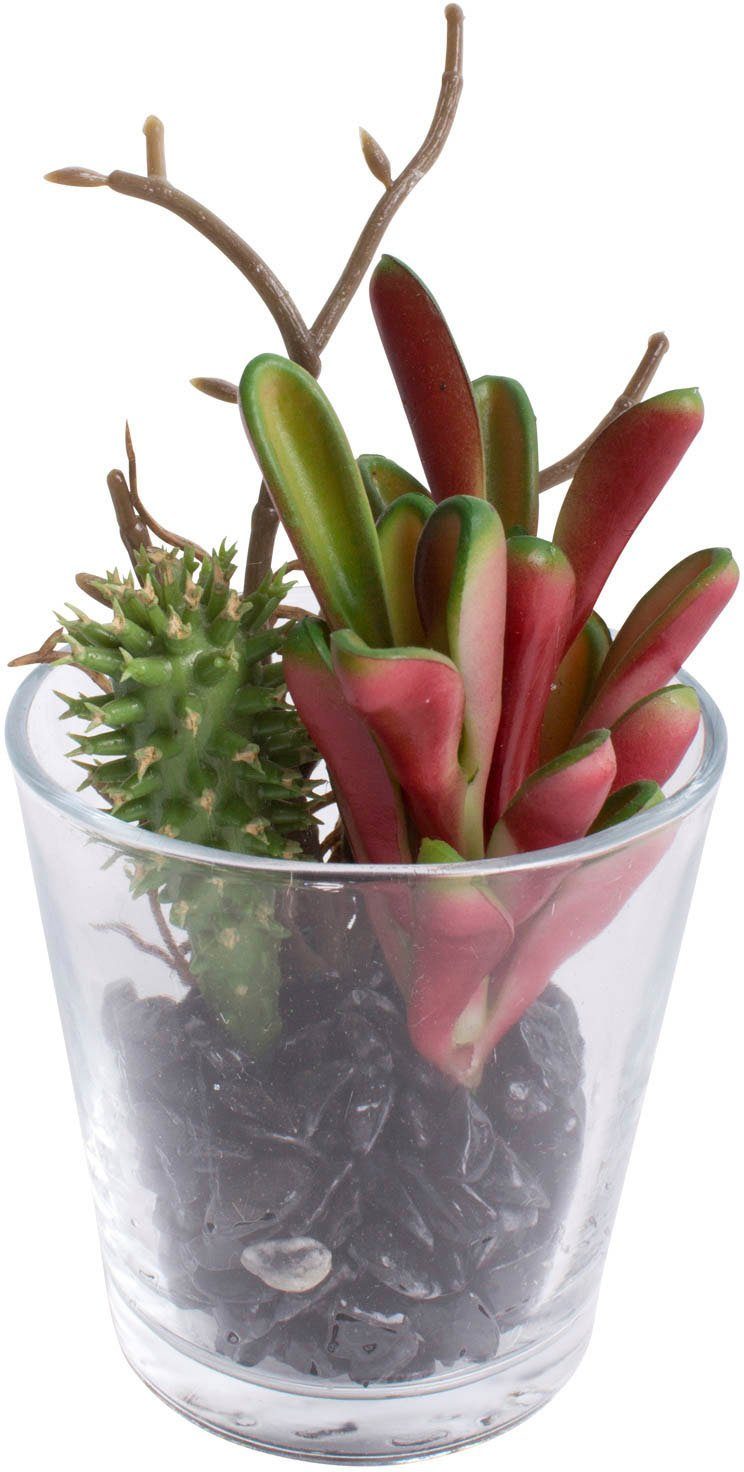 Künstliche Zimmerpflanze Sukkulenten Arrangement im Glas, günstig online kaufen