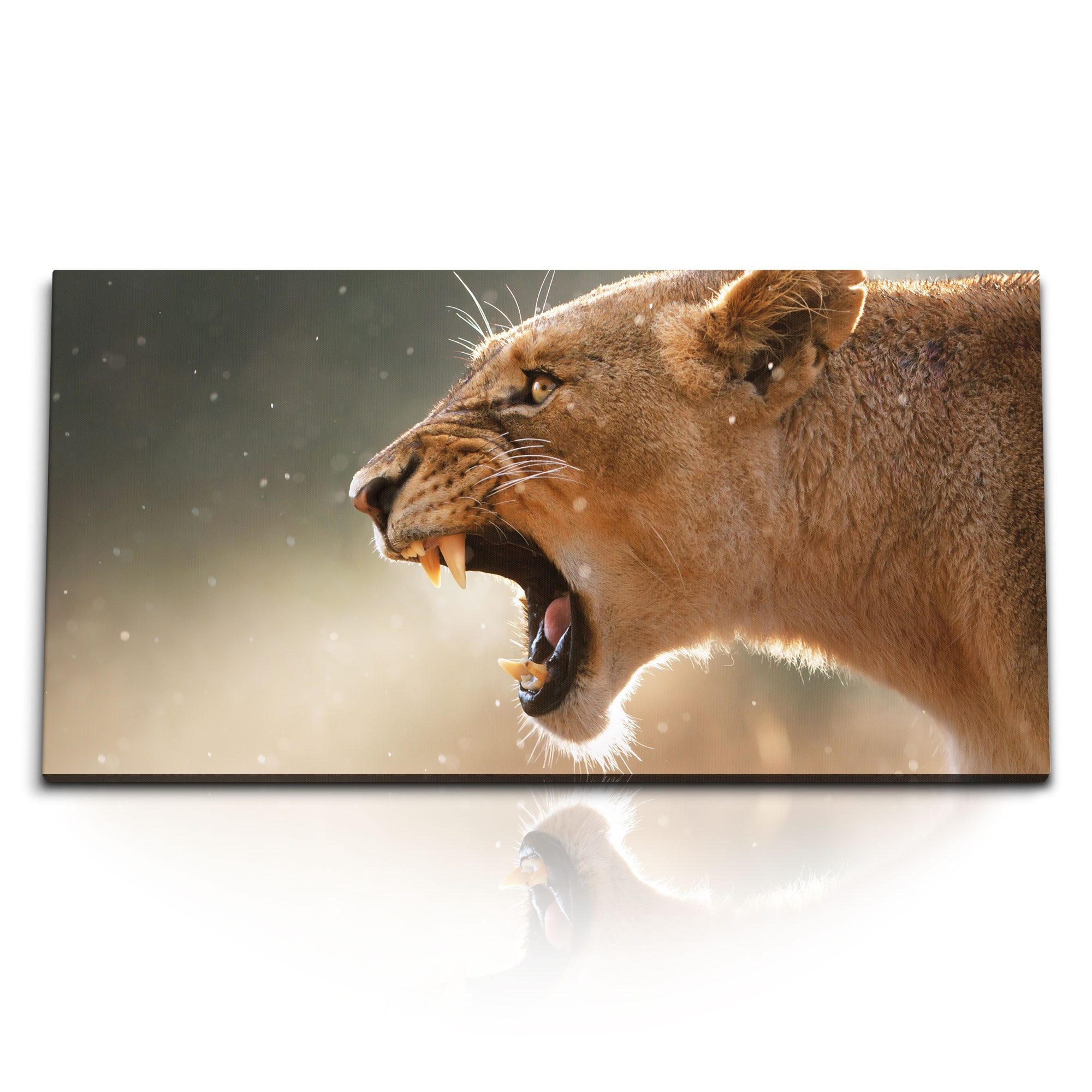 Leinwandbild Kunstdruck Bilder 120x60cm Löwin Löwe Afrika Tierfotografie Wildnis Ra