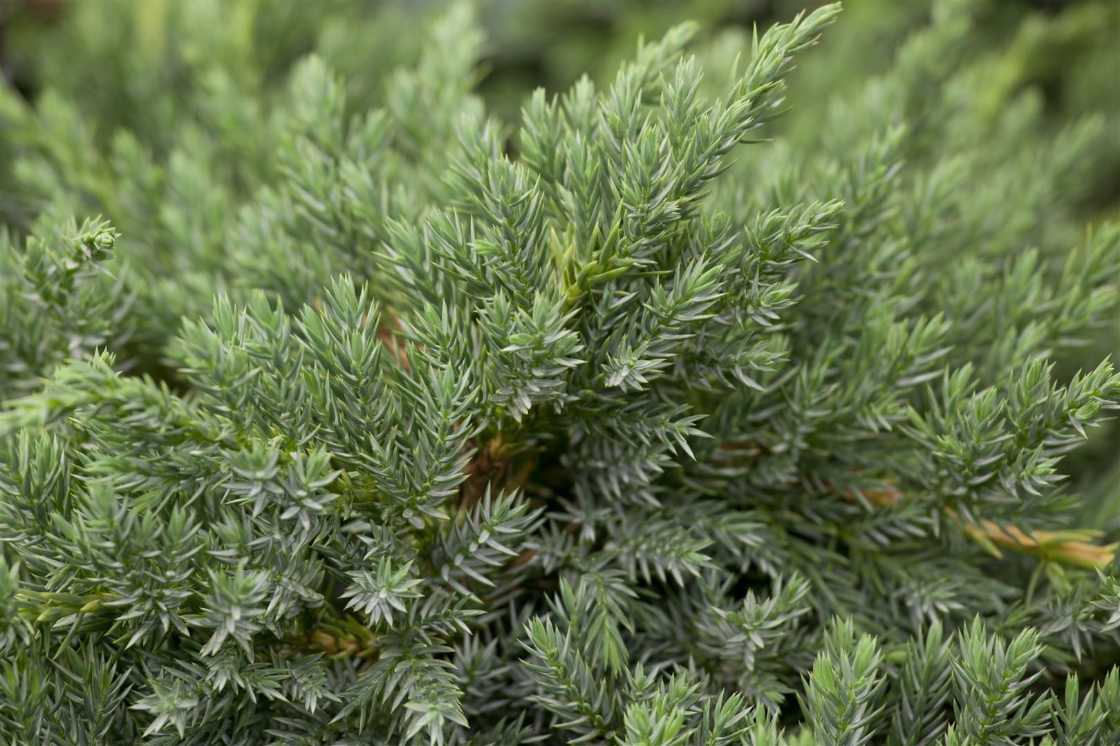 Pflanzen für Dich Konifere Juniperus squamata Blue Carpet, 1 St., Blauer Zwergwacholder, Teppichwacholder, blaugrau, bodendecker
