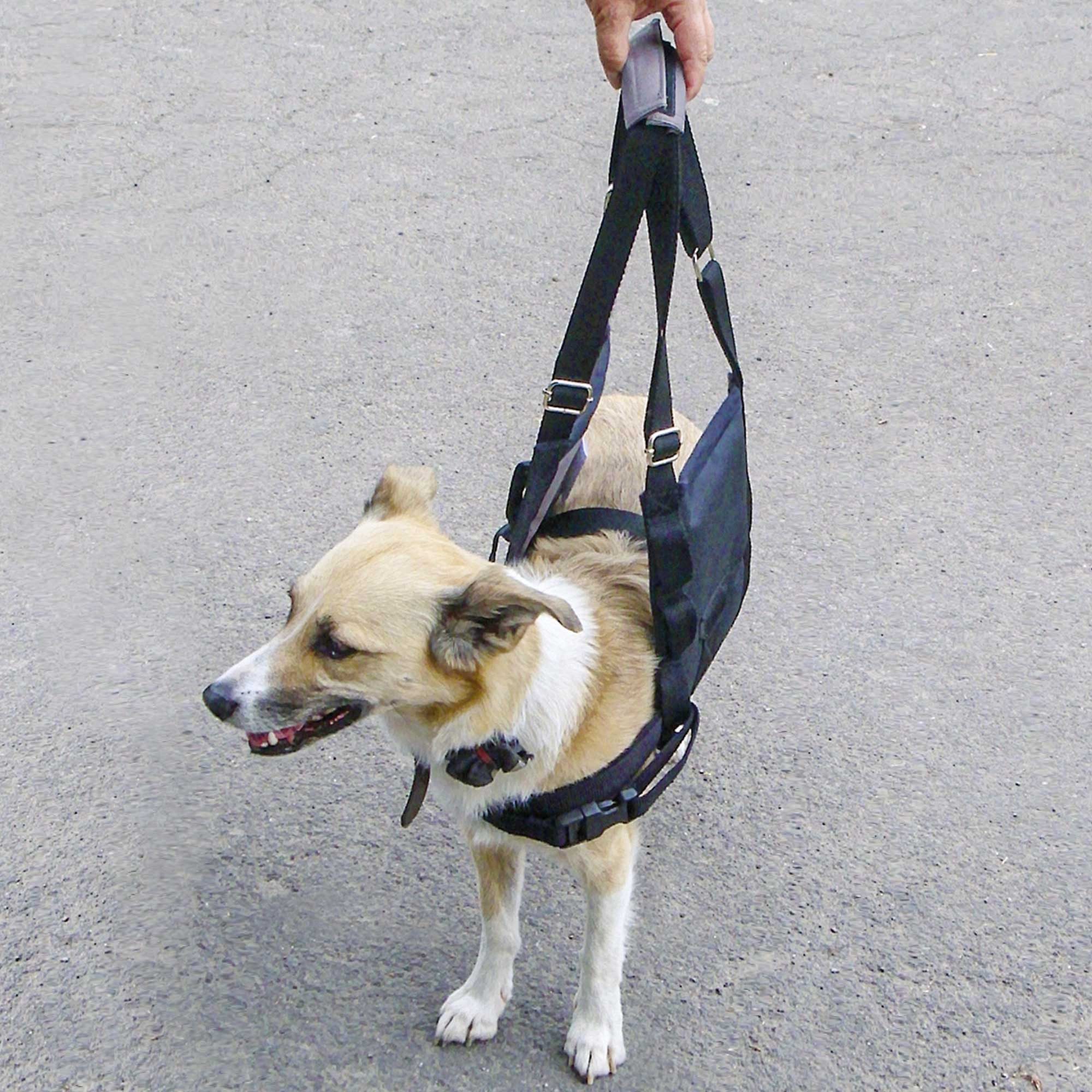 Schecker Hunde-Sicherheitsgeschirr Beppo® Hunde Gehhilfe One-Size, günstig online kaufen