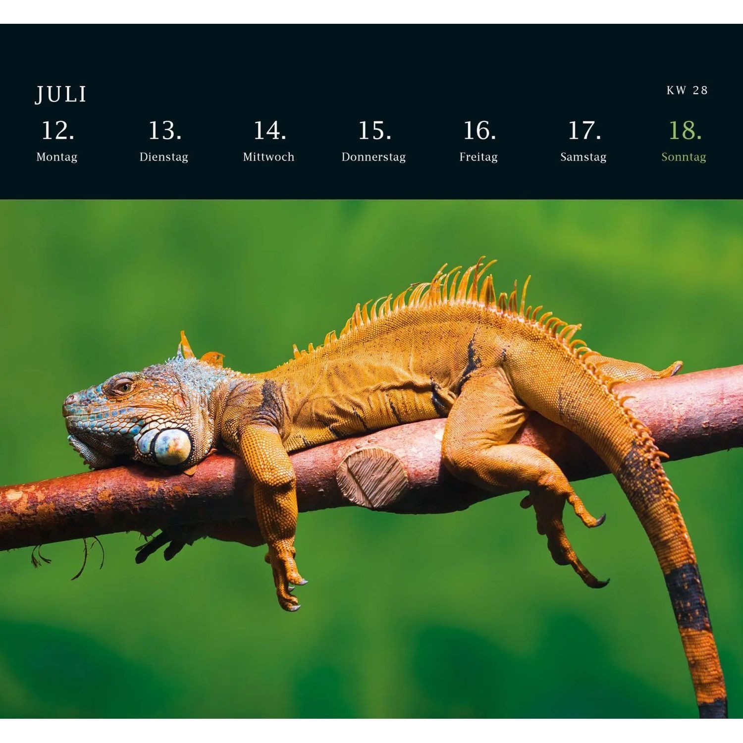Schreibtischkalender Postkartenkalender 2027: Von Pechvögeln und bunten Hunden