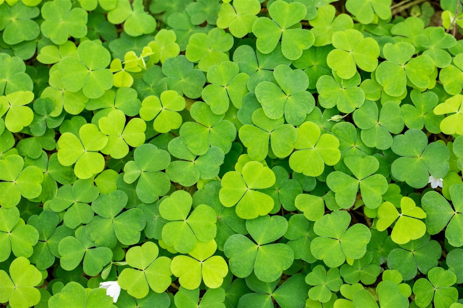 Pflanzen für Dich Staude Oxalis acetosella, 1 St., Waldsauerklee, Sauerklee