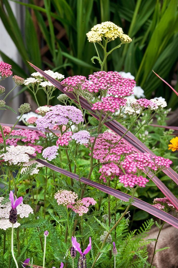 Pflanzen für Dich Staude Achillea millefolium Summer Pastels, 1 St., Schafgarbe, Gemeine Schafgarbe