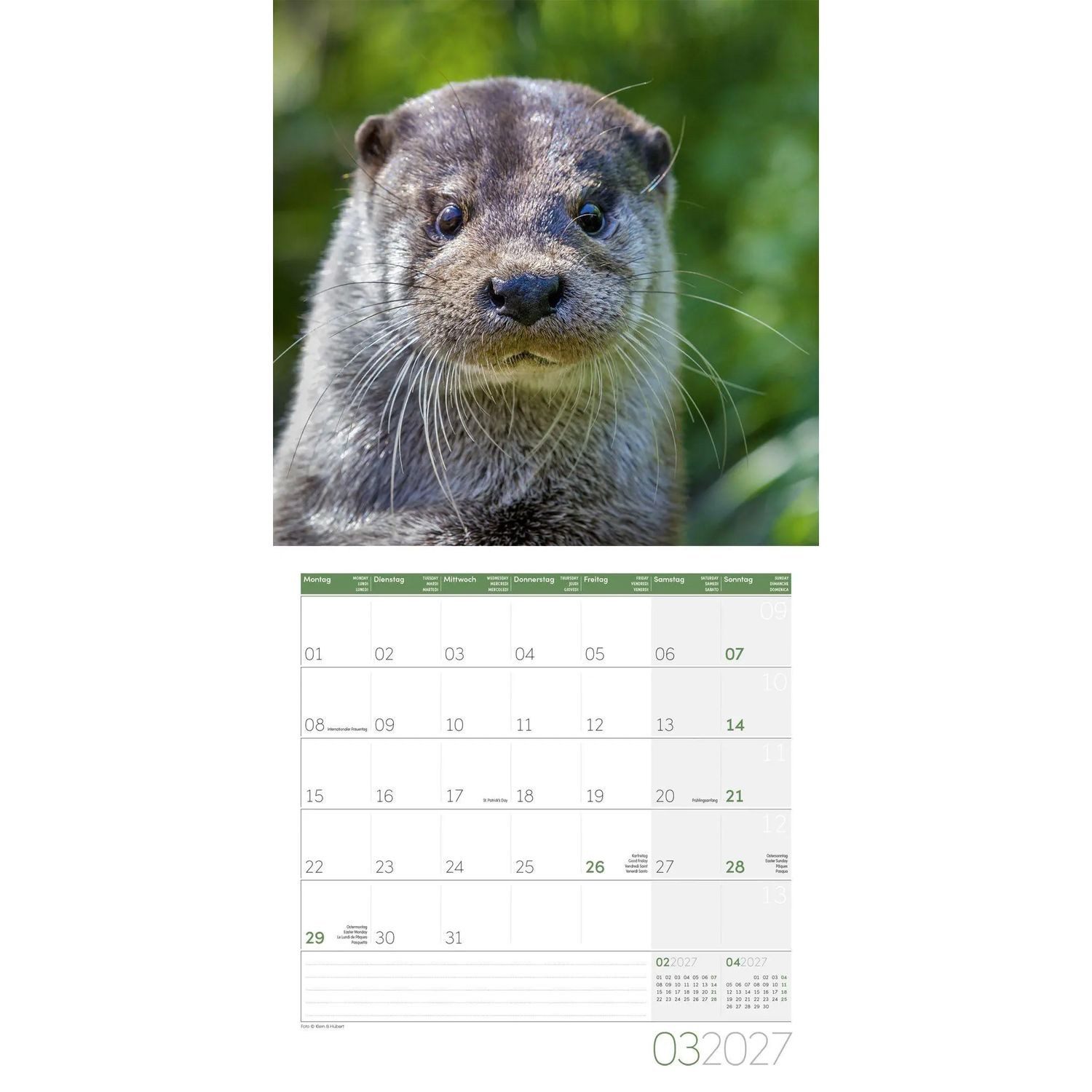 Ackermann Wandkalender Otter Kalender 2027 - 30x30 - Art12 – Bild 4 von 5