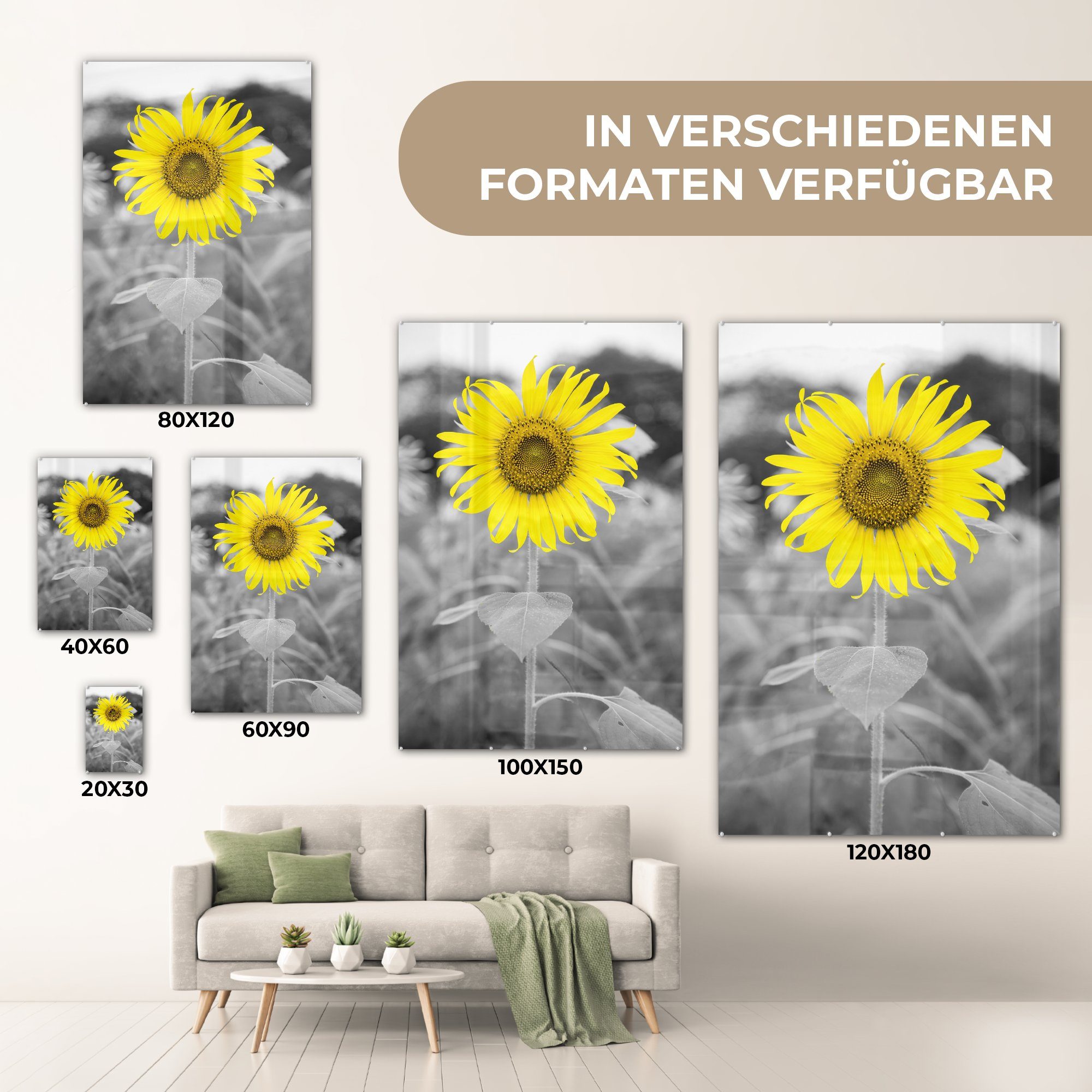 - St), auf - - - - Gelb - Acrylglasbild Foto Bilder - Blumen Glasbilder Weiß, Wanddekoration Sonnenblume Glas Wandbild Schwarz MuchoWow auf (1 Glas