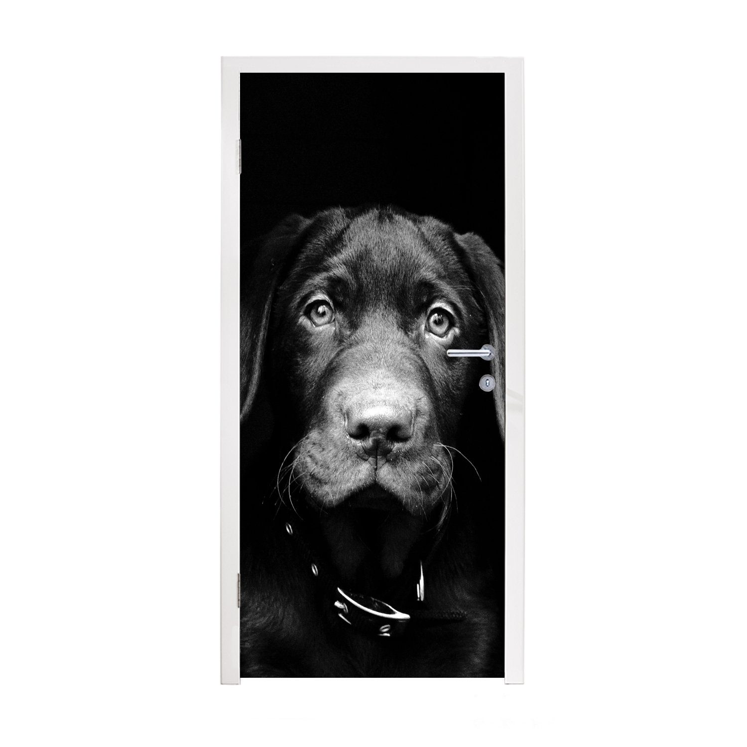 MuchoWow Türtapete Nahaufnahme schwarzem Tür, Welpe für bedruckt, vor Fototapete und, cm Hintergrund St), Labrador in (1 schwarz Matt, Türaufkleber, 75x205