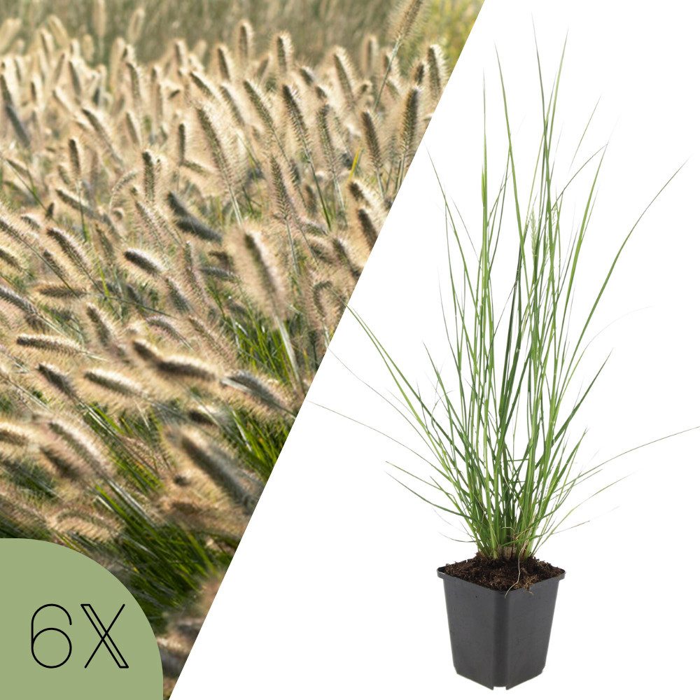 NatureNest Staude Lampenputzergras Hameln, Set 6 Pflanzen, Pennisetum alopecuroides