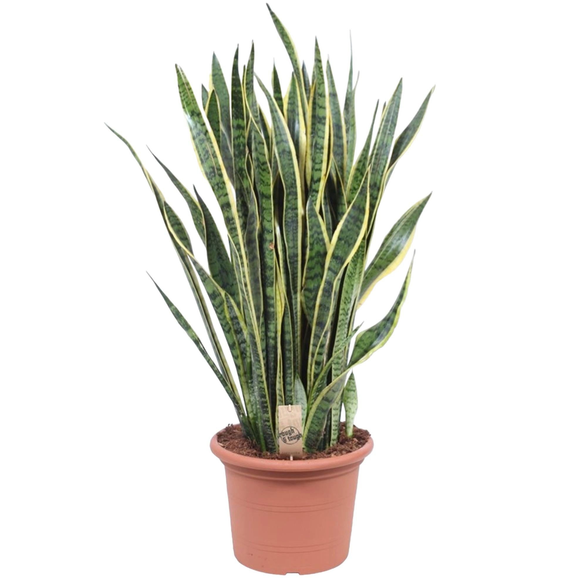 Florora Zimmerpflanze Sansevieria Laurentii