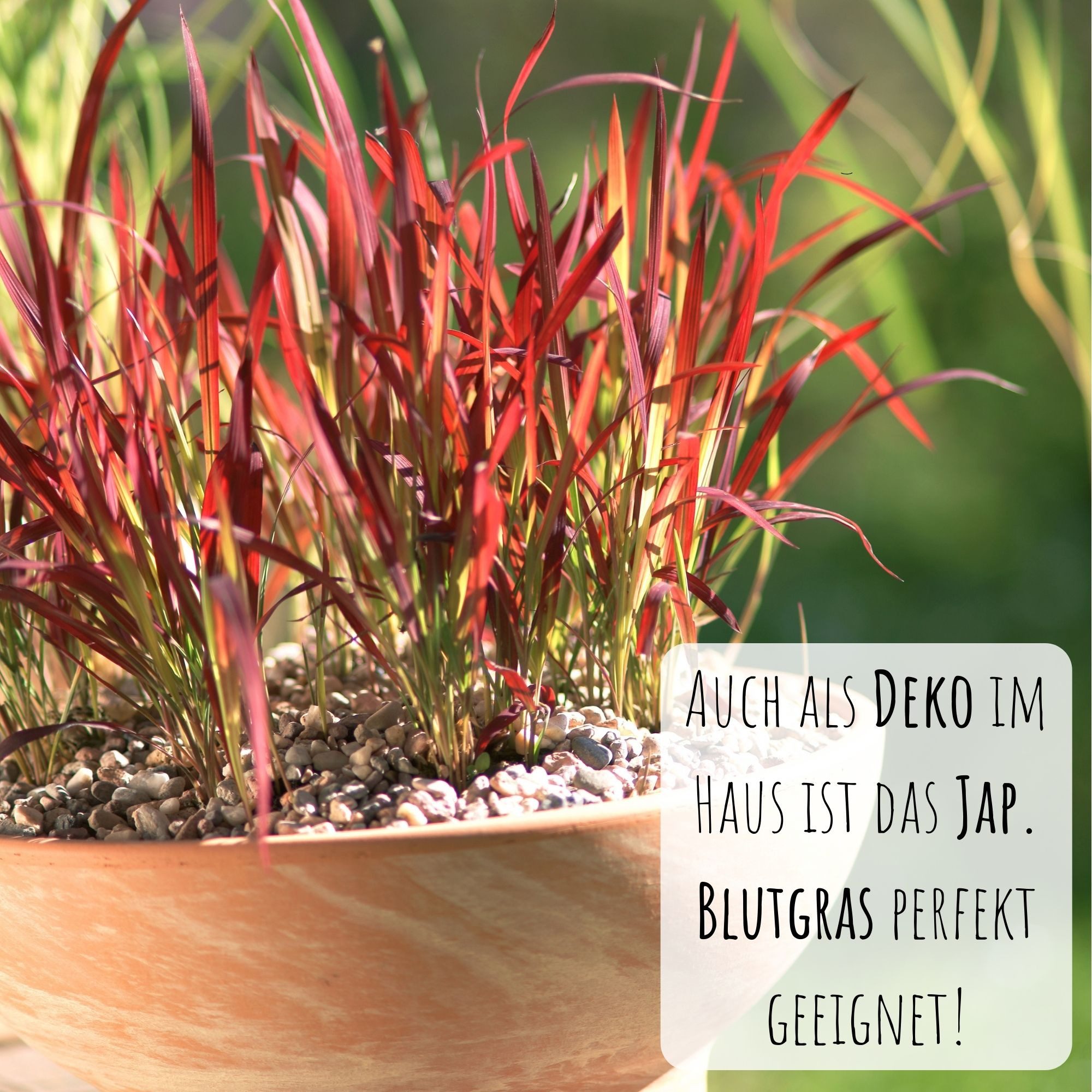 HappySeed Blumensamen Japanisches Blutgras Samen - Imperata cylindrica, Blumen – Bild 5 von 5