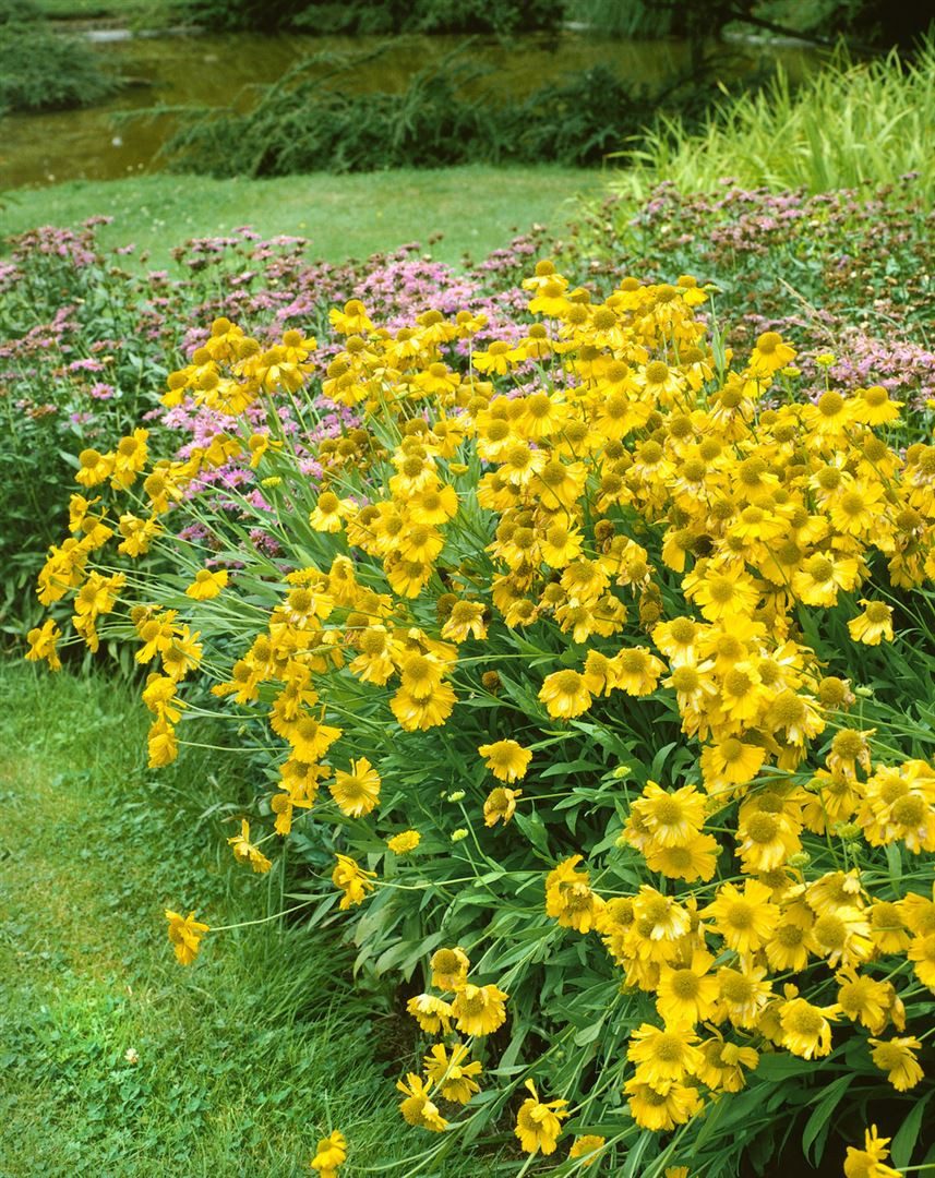 Pflanzen für Dich Staude Helenium cult. Sonnenwunder, 1 St., Sonnenbraut