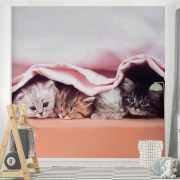 Bilderdepot24 Kindertapete Kinderzimmer Katzen Kätzchen Kinder Wanddeko Tiere, Glatt, Matt, (Inklusive Gratis-Kleister oder selbstklebend), Mädchenzimmer Jungenzimmer Babyzimmer Bildtapete Fototapete Wandtapete