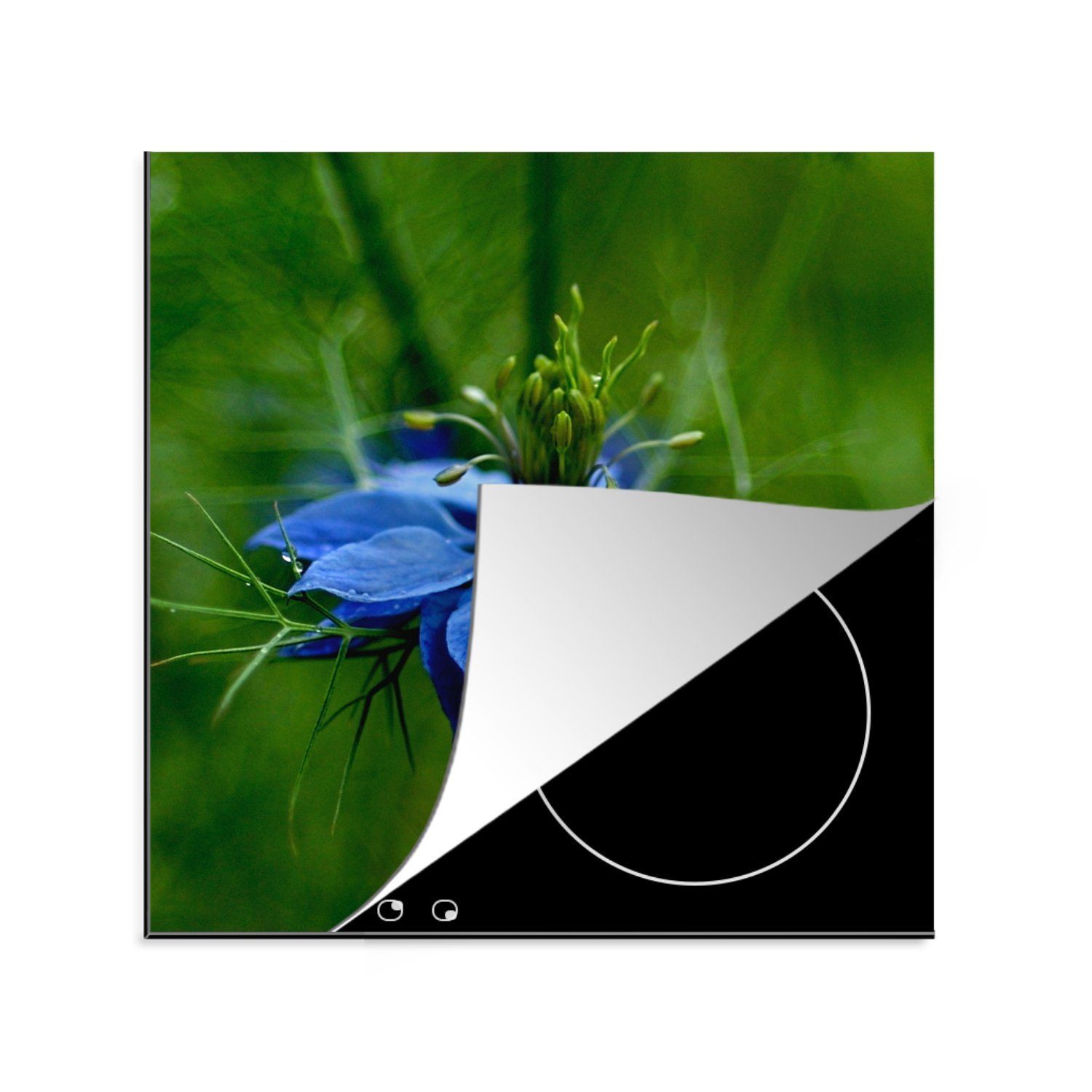 MuchoWow Herdblende-/Abdeckplatte Eine blaue Nigella auf grünem Hintergrund, Vinyl, (1 tlg), 78x78 cm, Ceranfeldabdeckung, Arbeitsplatte für küche