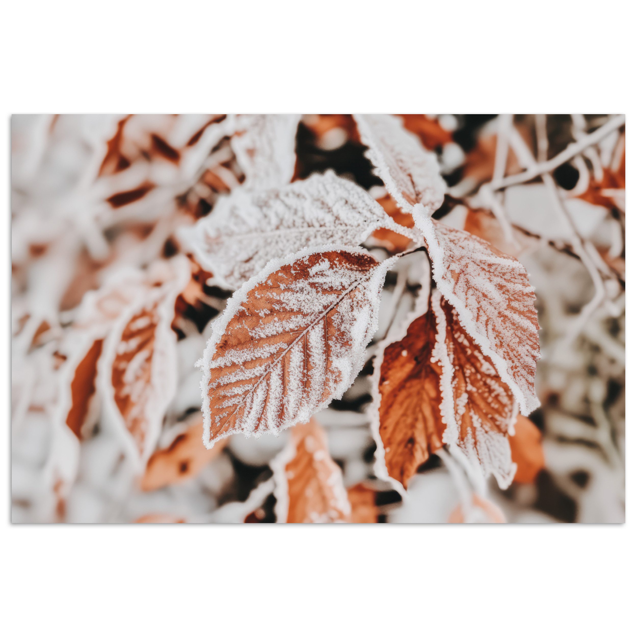 Poster Laub - Eis - Winter - Natur
