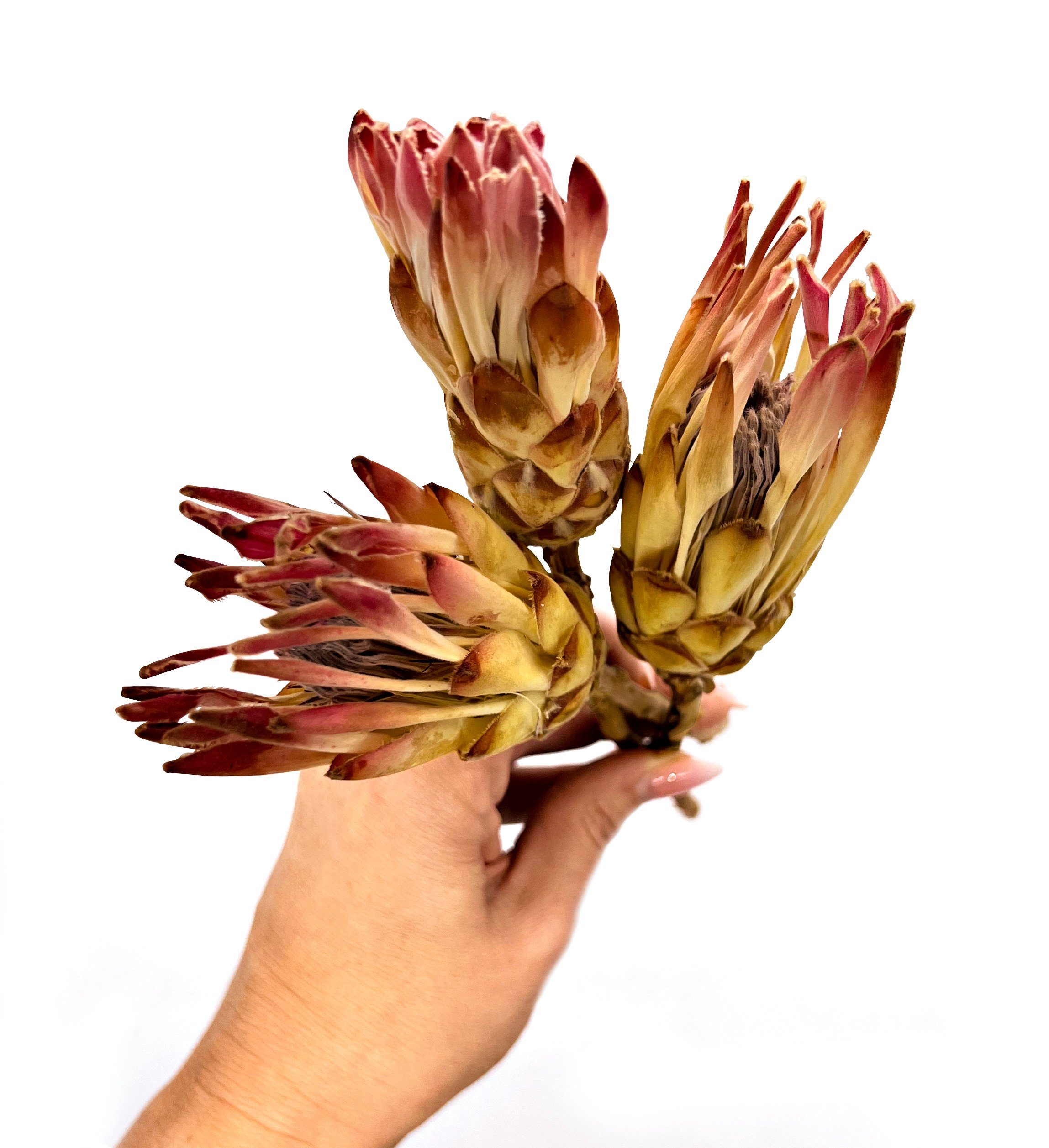 Trockenblume Traumhafte Trockenblume Protea Dream 3er günstig online kaufen