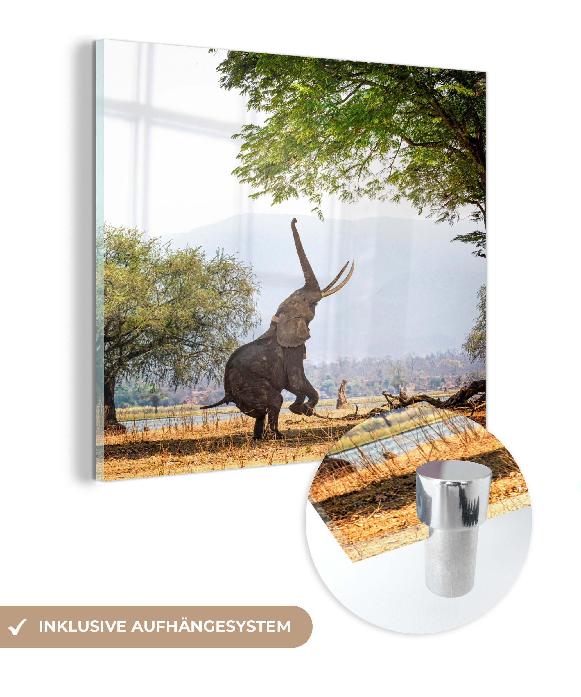 MuchoWow Acrylglasbild Elefanten in auf St), (1 - Simbabwe Glas Wanddekoration erreichen, - auf Wandbild Glasbilder - Glas Foto Bilder